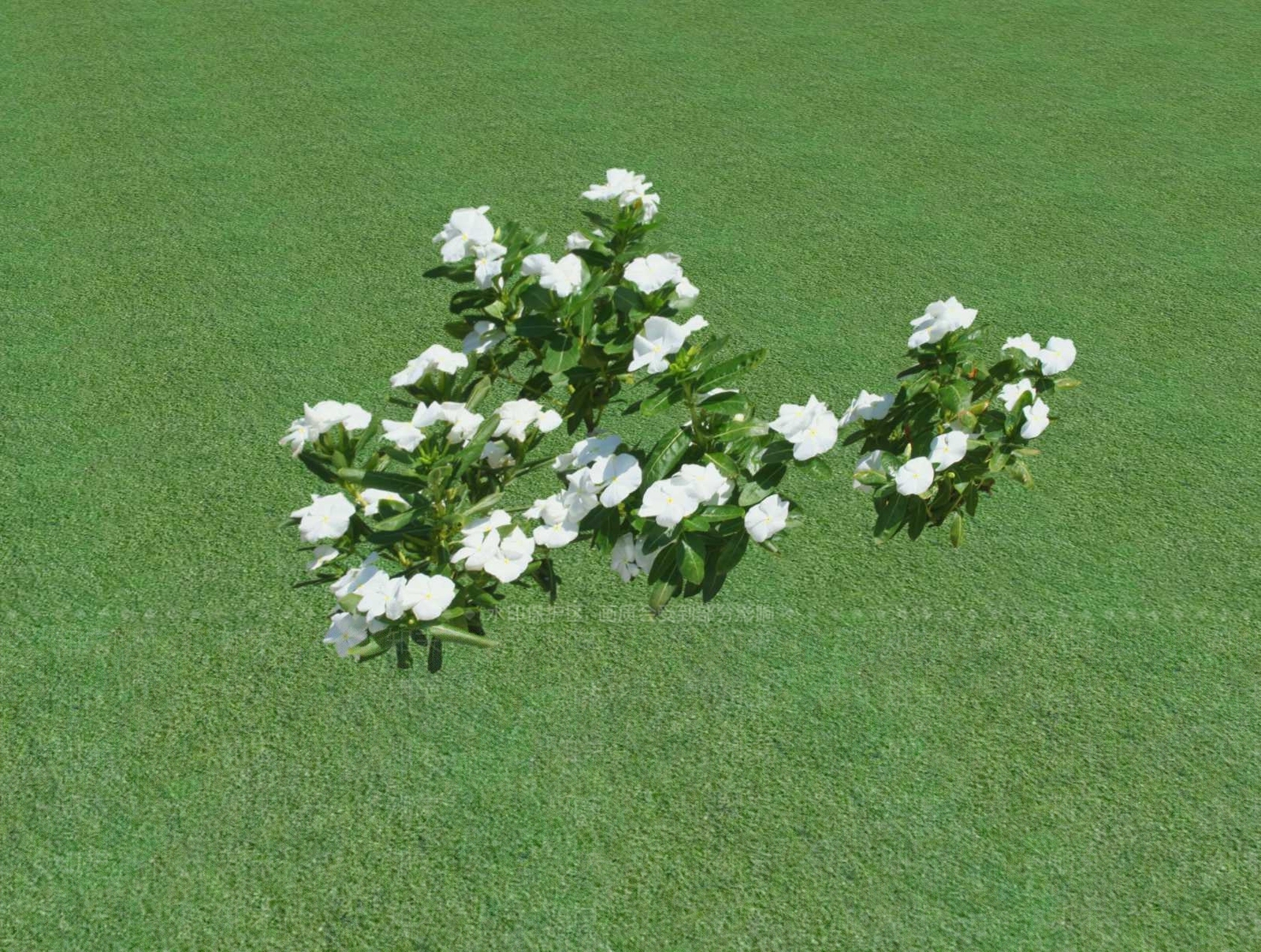 花草SU模型下载【ID:1201526999】