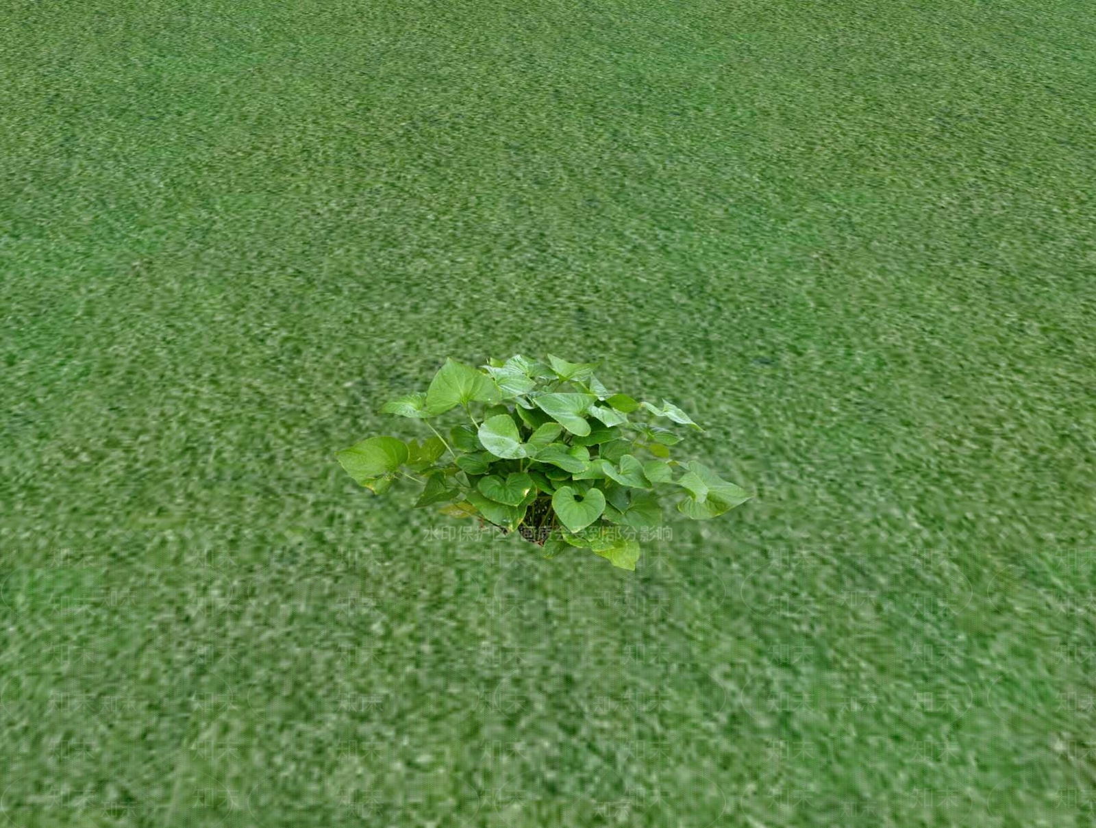 花草SU模型下载【ID:1201529006】