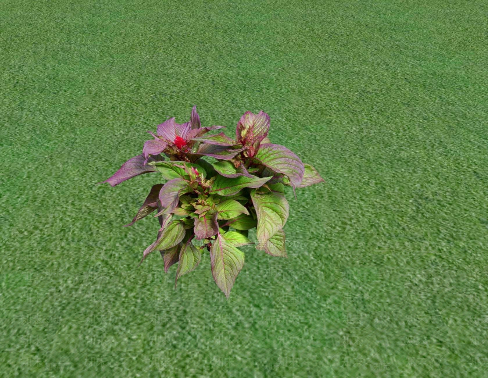花草SU模型下载【ID:1201529892】