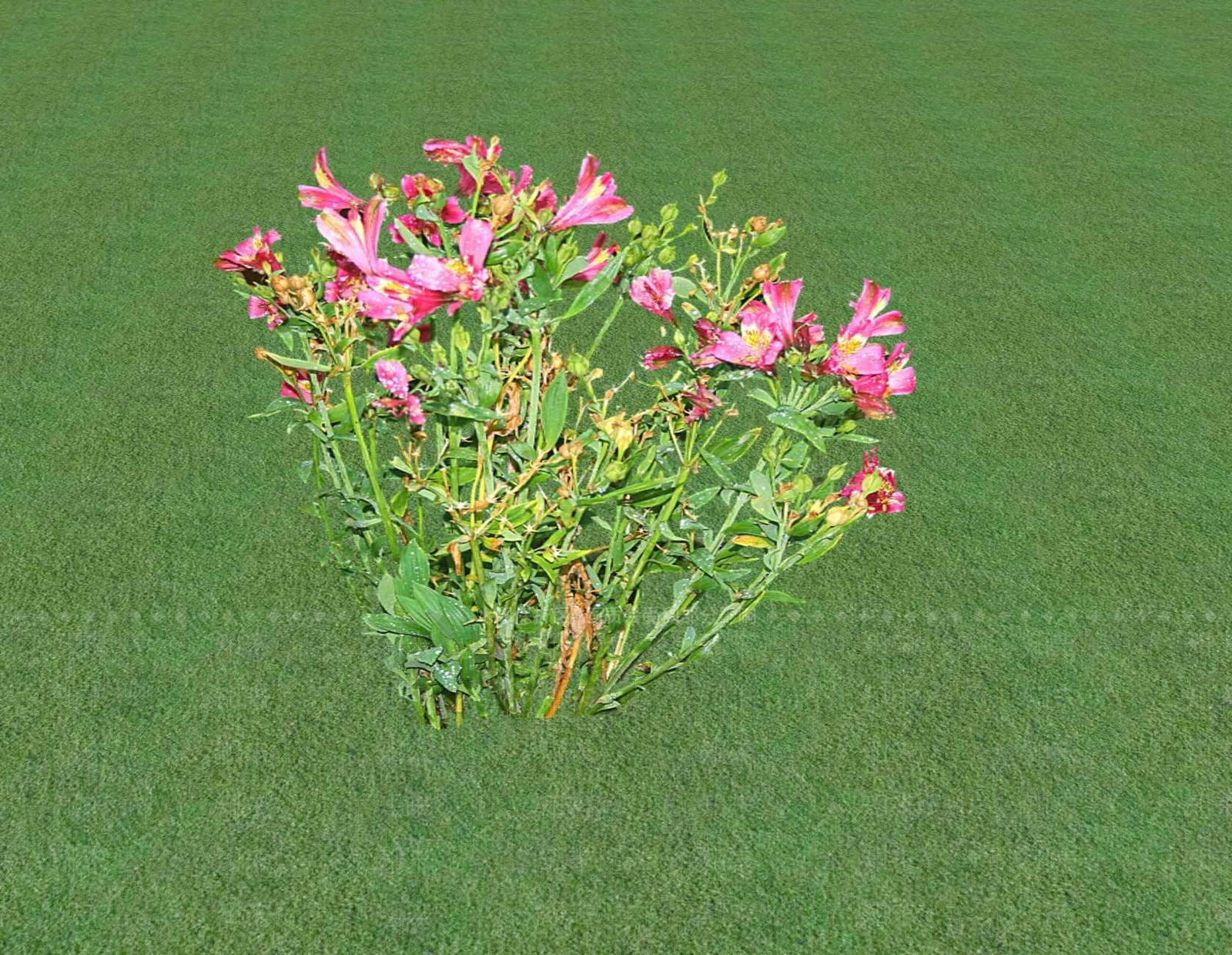 花草SU模型下载【ID:1201548830】