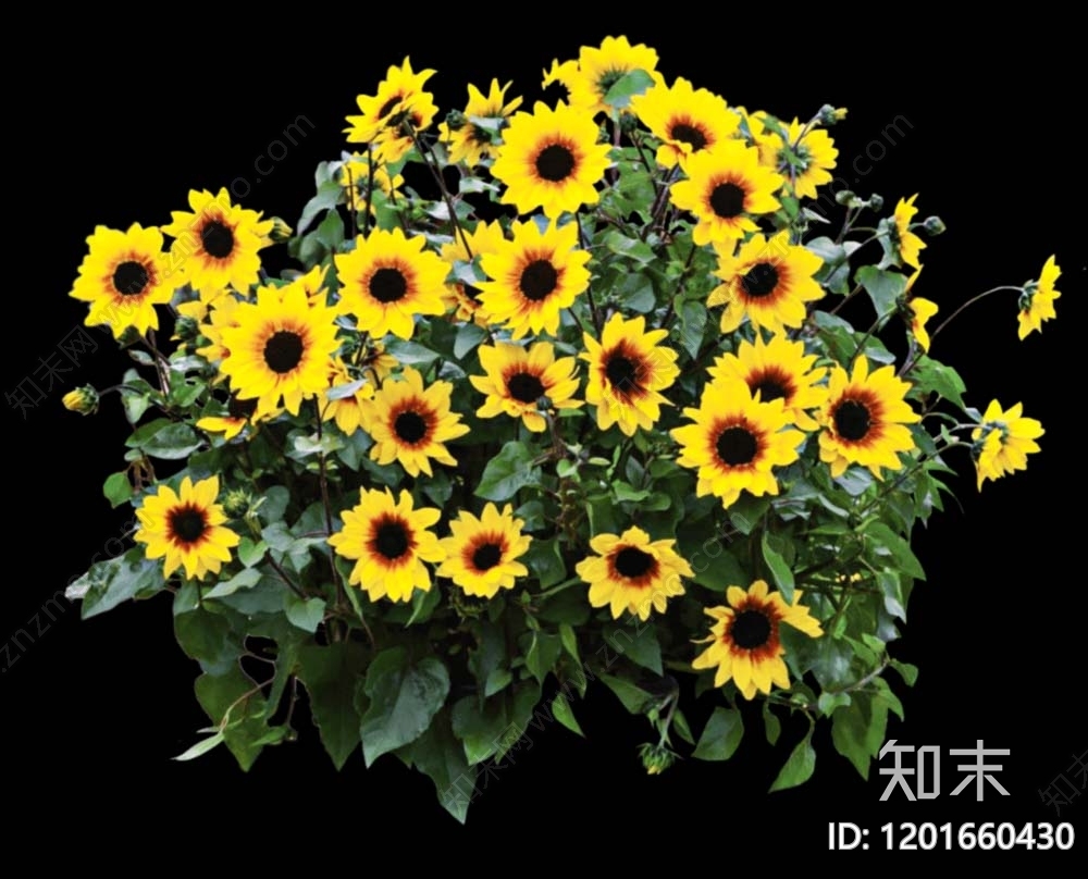 现代草本花卉下载【ID:1201660430】