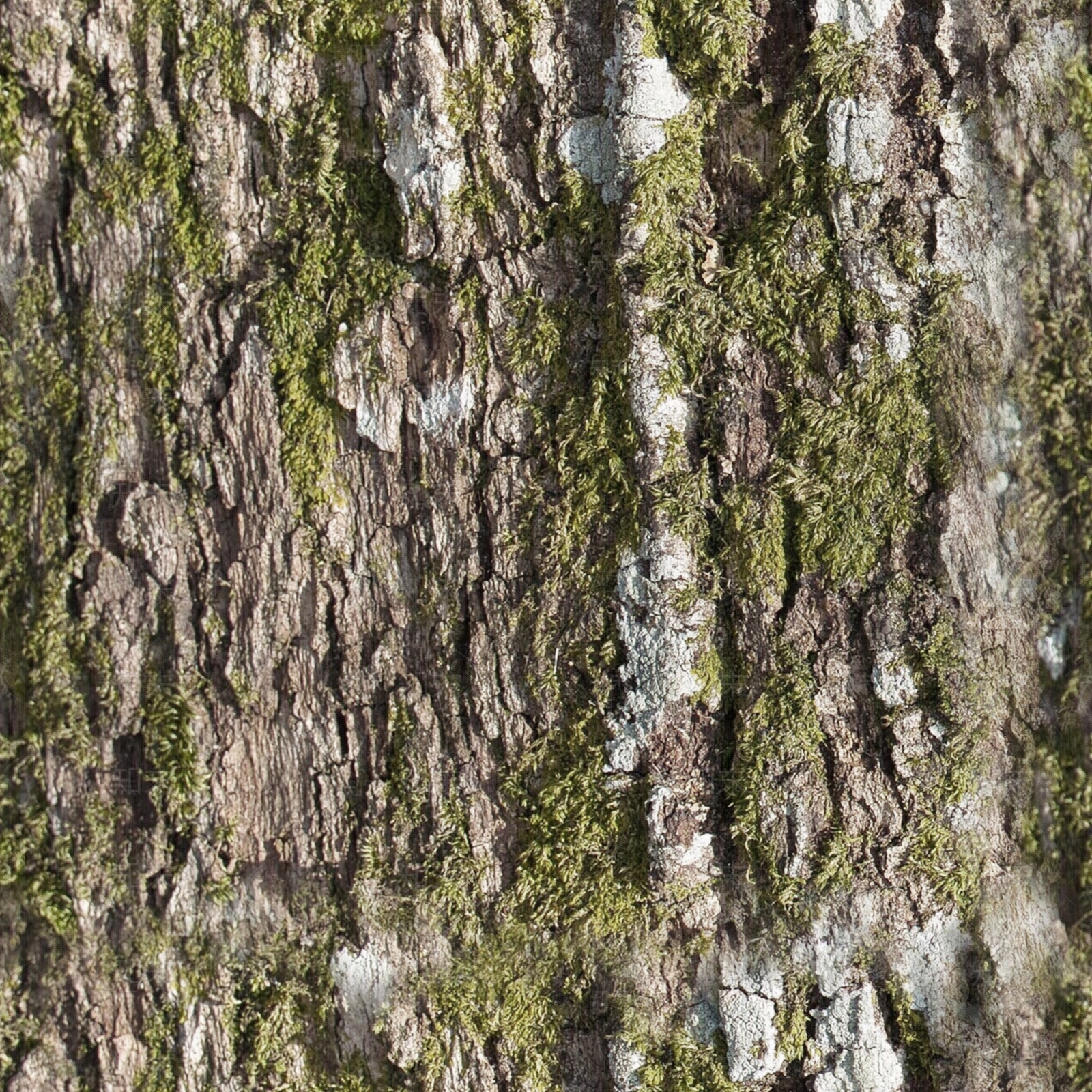 现代侘寂其他木材贴图下载【ID:1201678225】