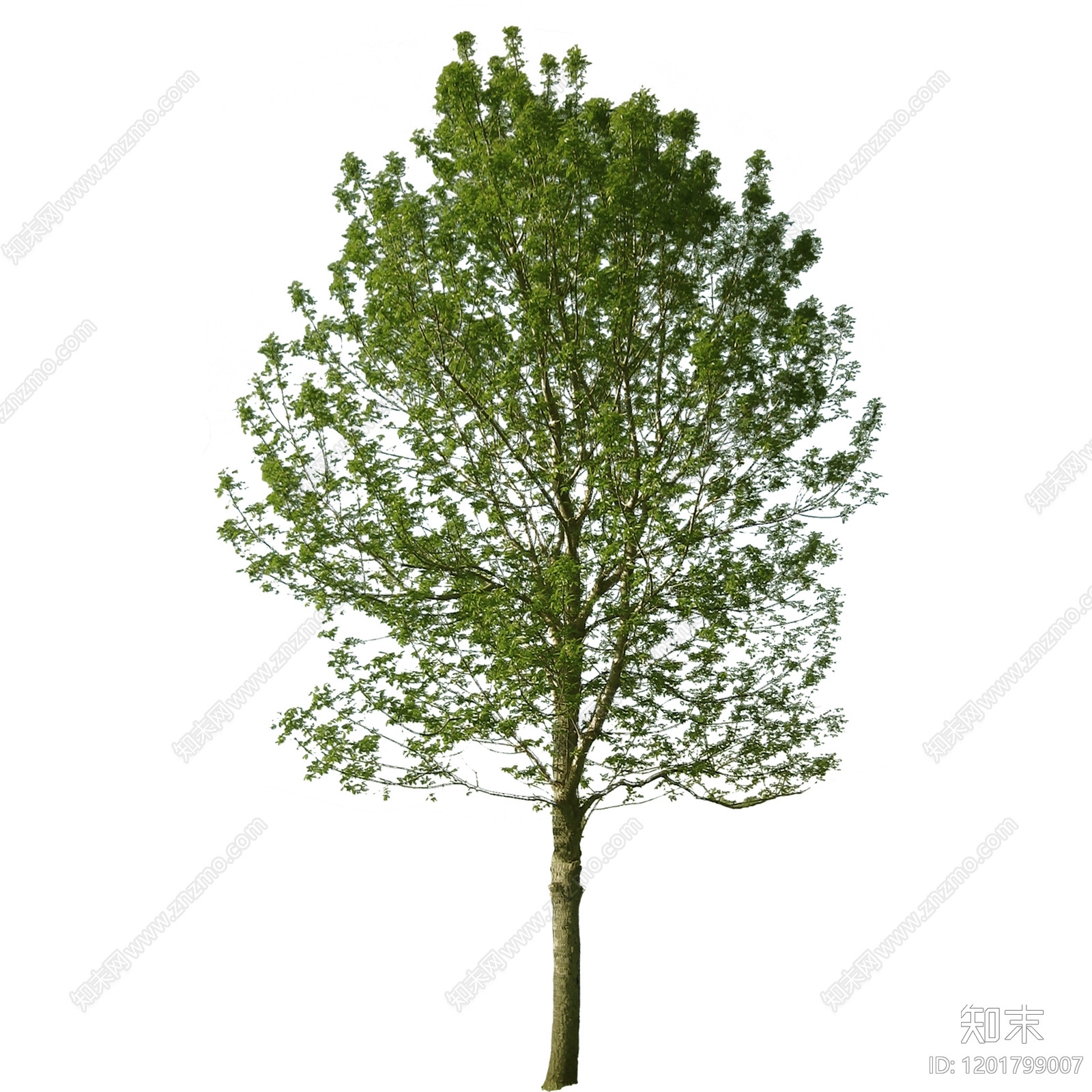 法式现代乔木下载【ID:1201799007】