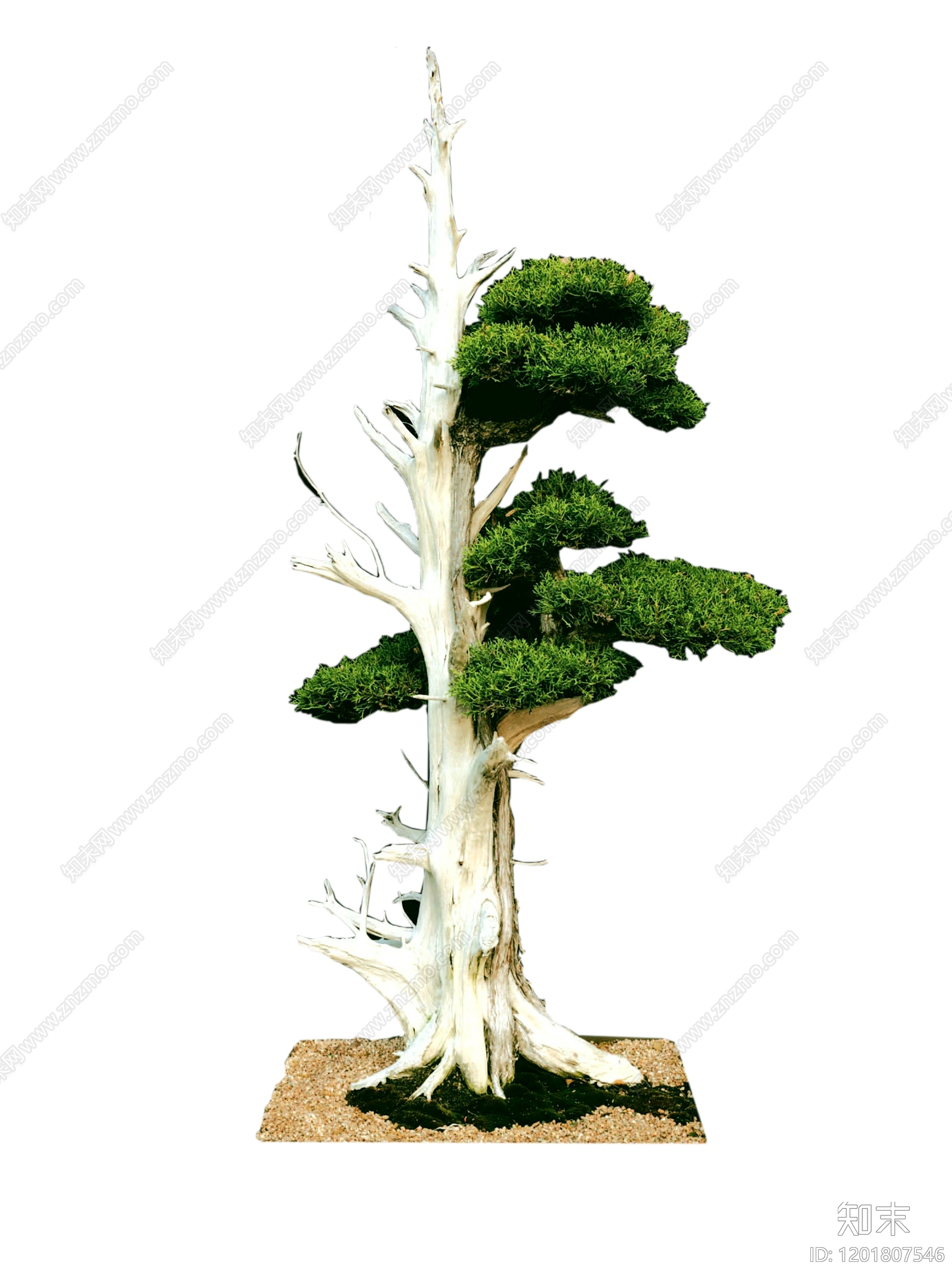 新中式法式乔木下载【ID:1201807546】