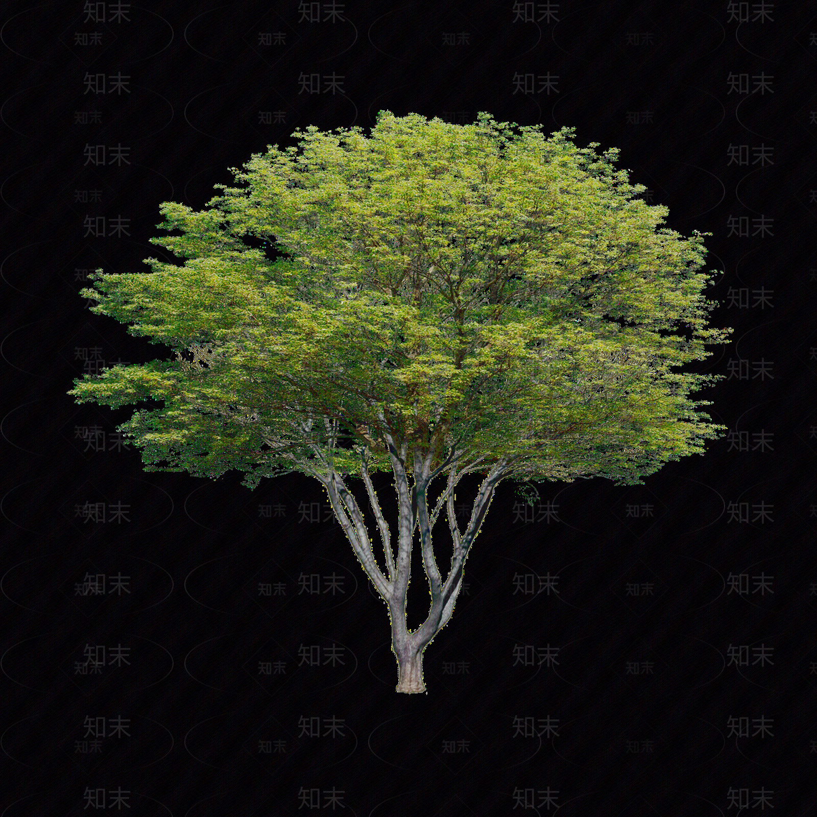 现代枝干纹理贴图下载【ID:1202229158】