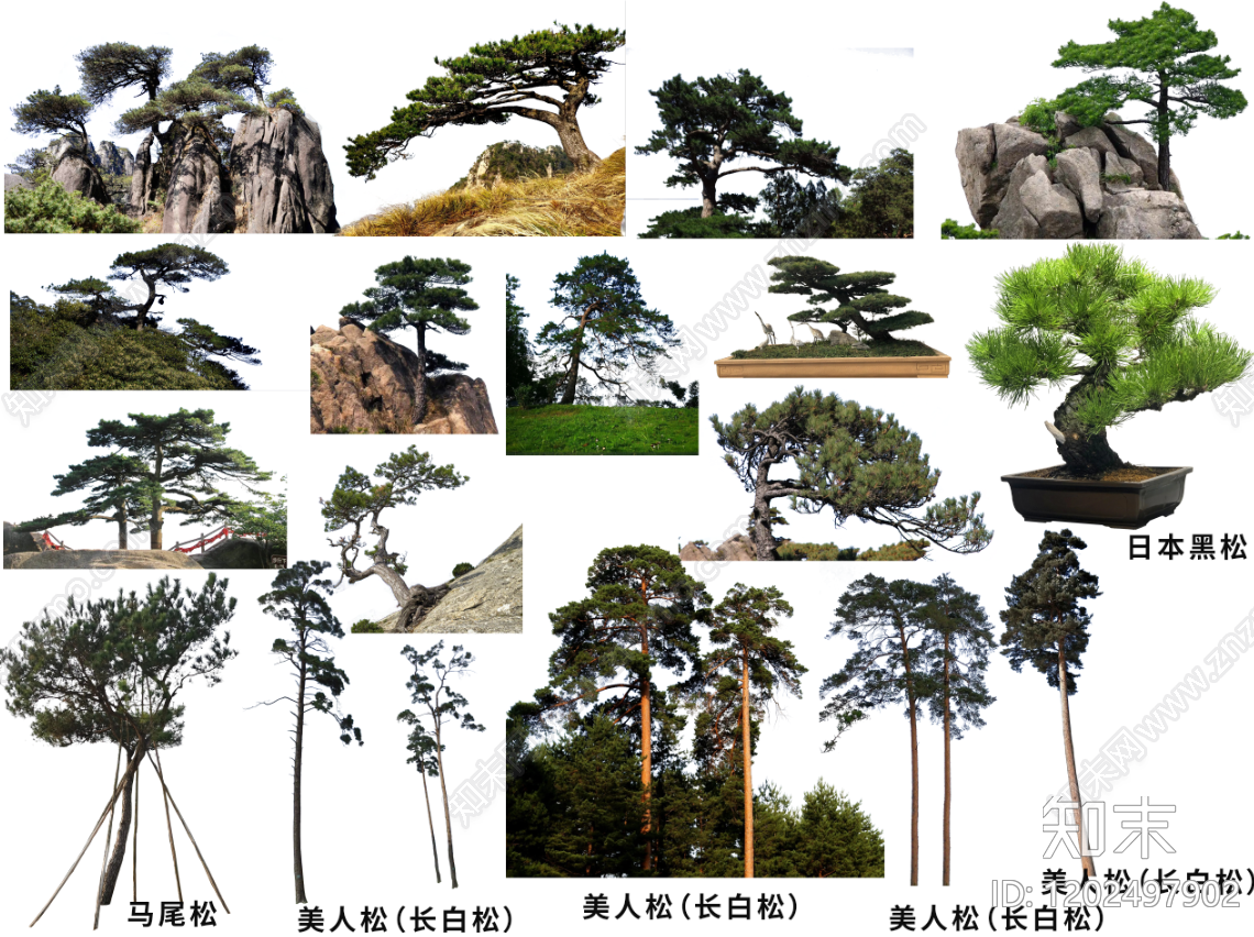 新中式中式乔木下载【ID:1202497902】