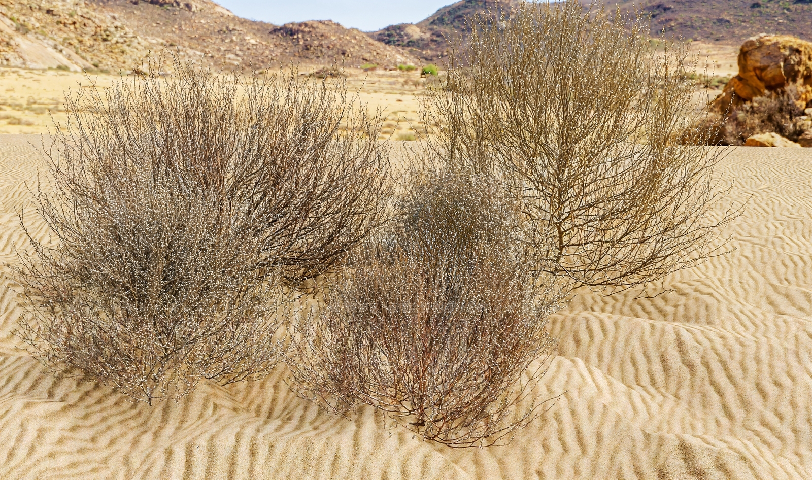 现代沙漠植物3D模型下载【ID:1202603013】