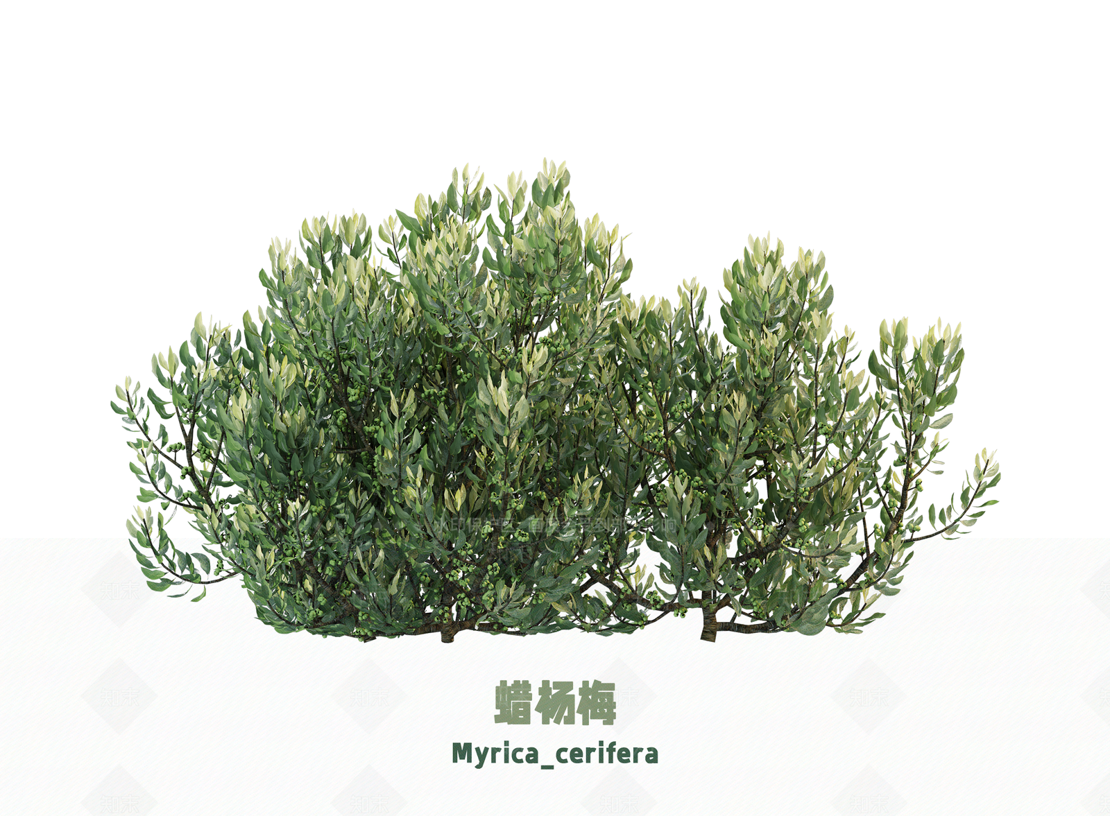 灌木3D模型下载【ID:1203119250】