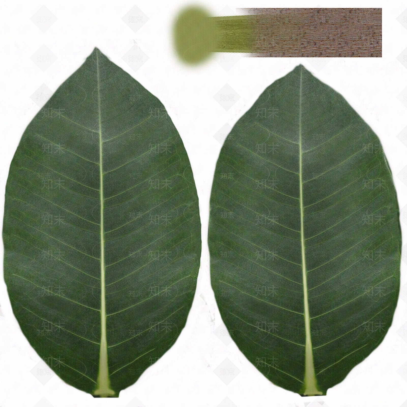 现代叶片纹理贴图下载【ID:1203152051】