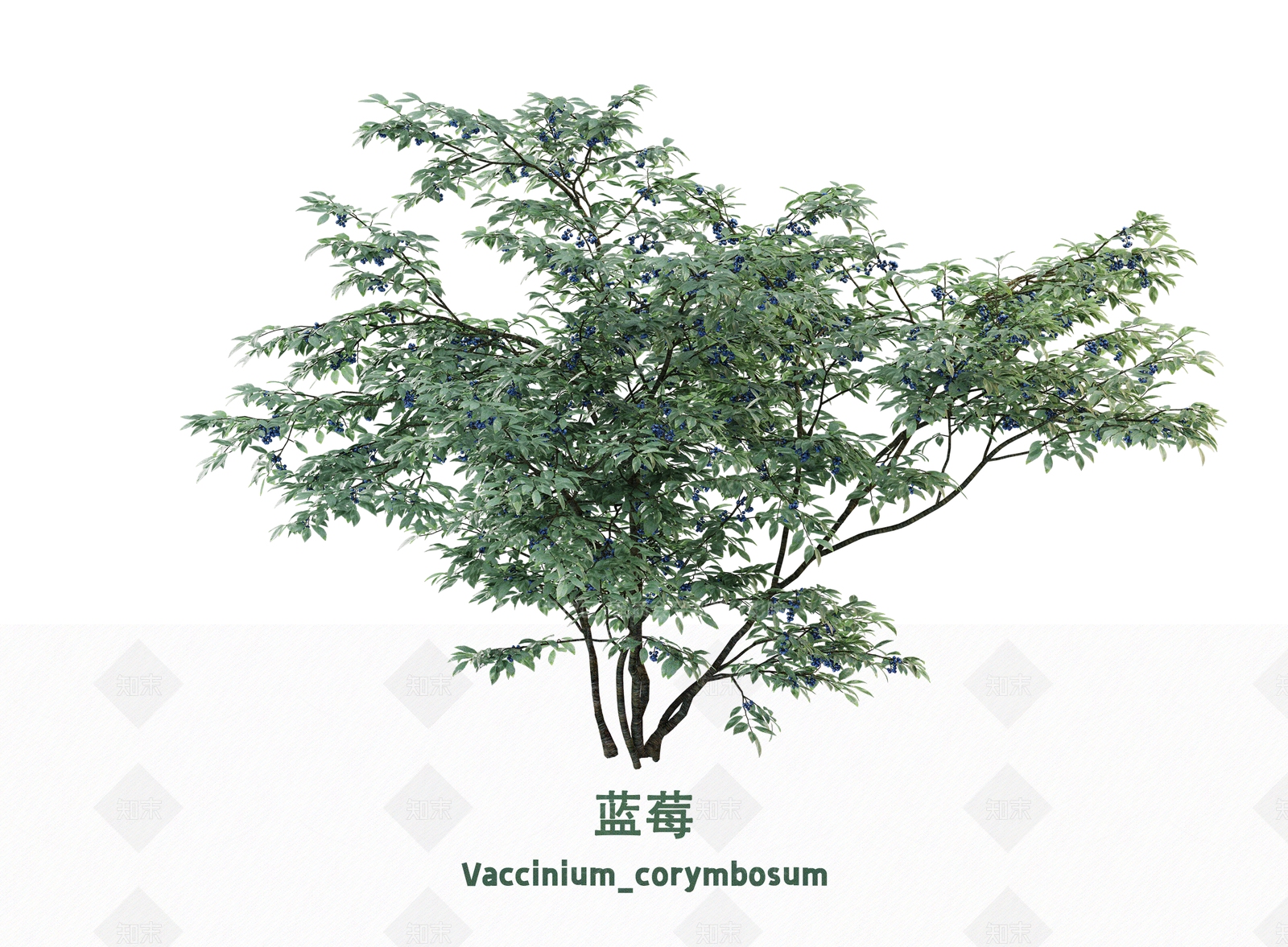 灌木SU模型下载【ID:1203198533】