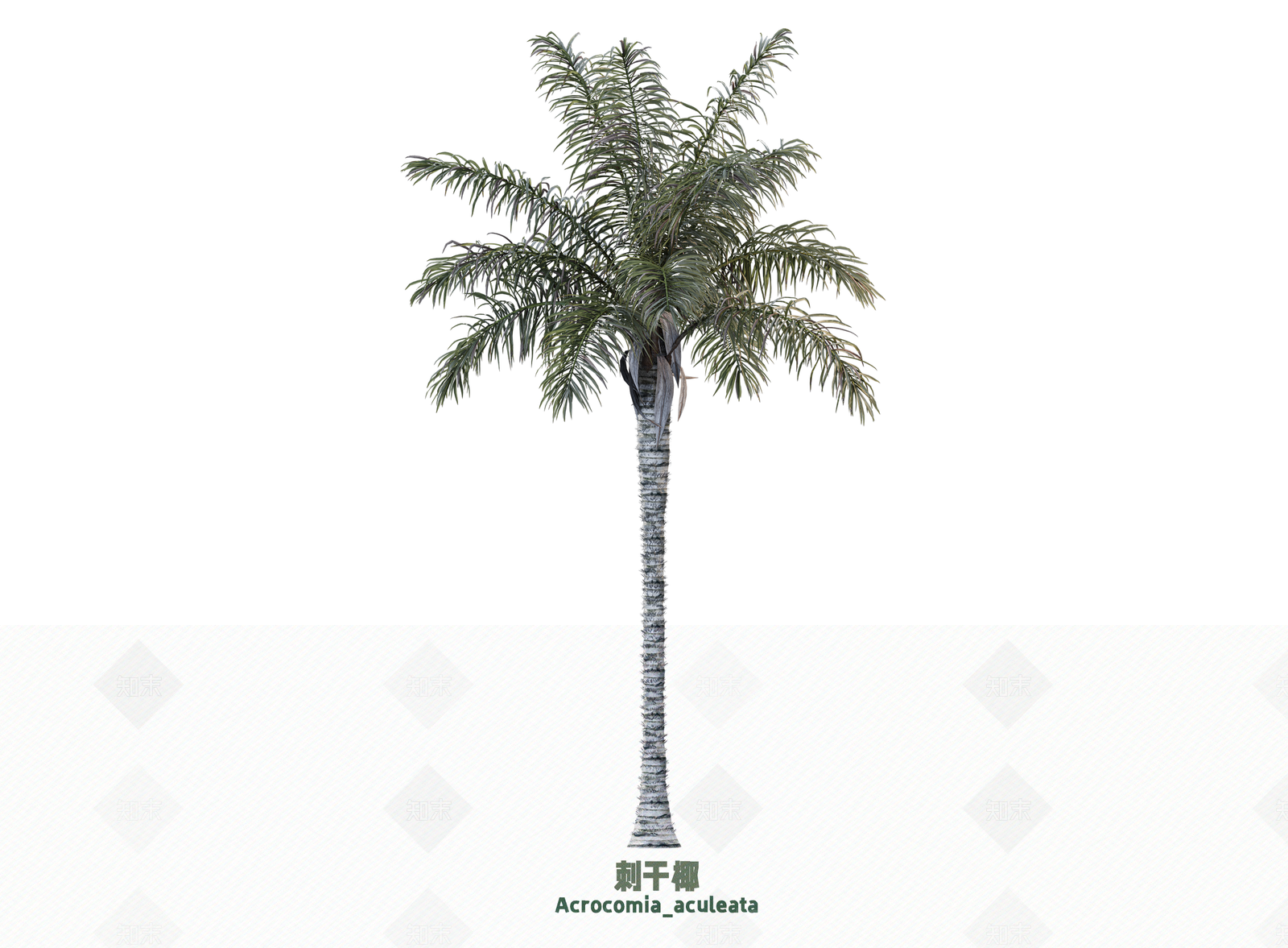 乔木SU模型下载【ID:1203204445】