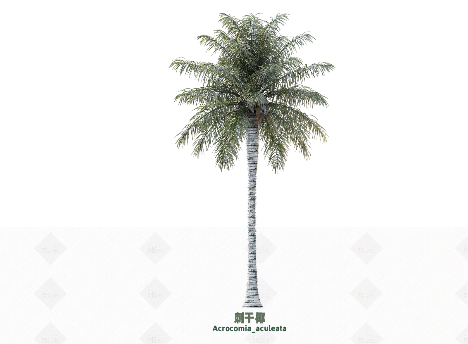 乔木3D模型下载【ID:1203204619】