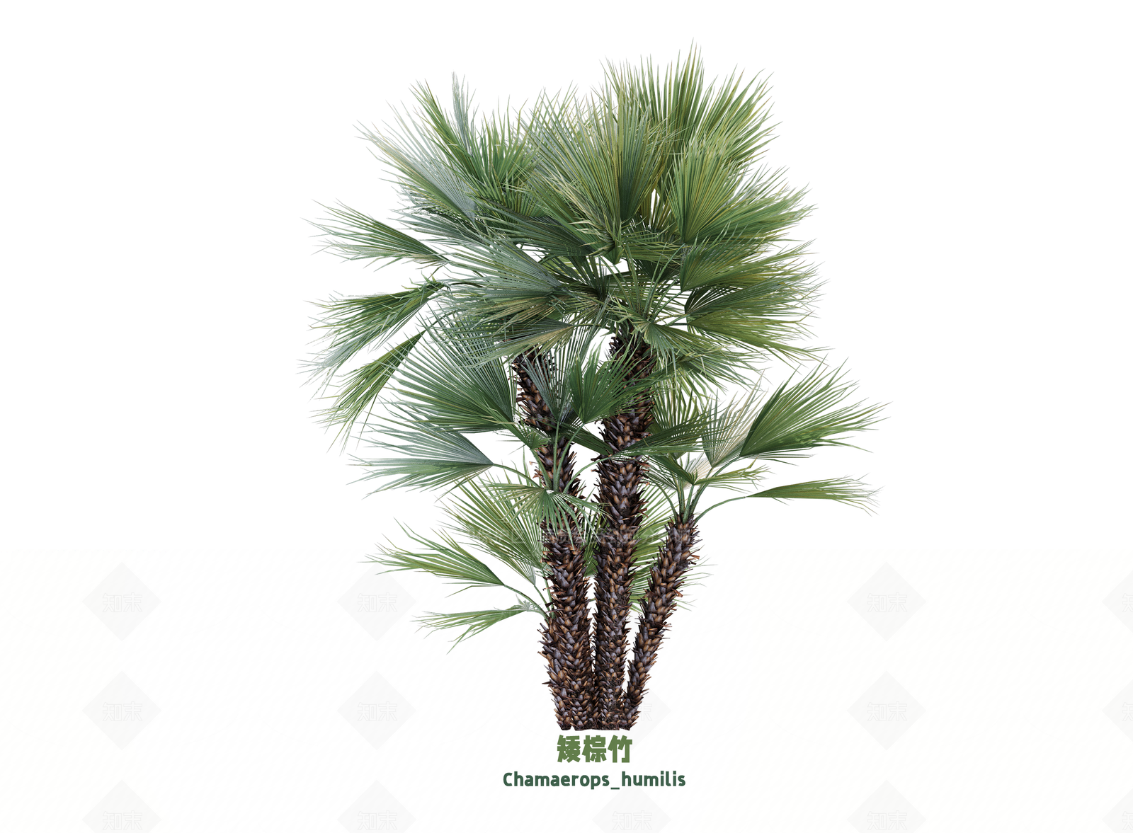 灌木SU模型下载【ID:1203207758】