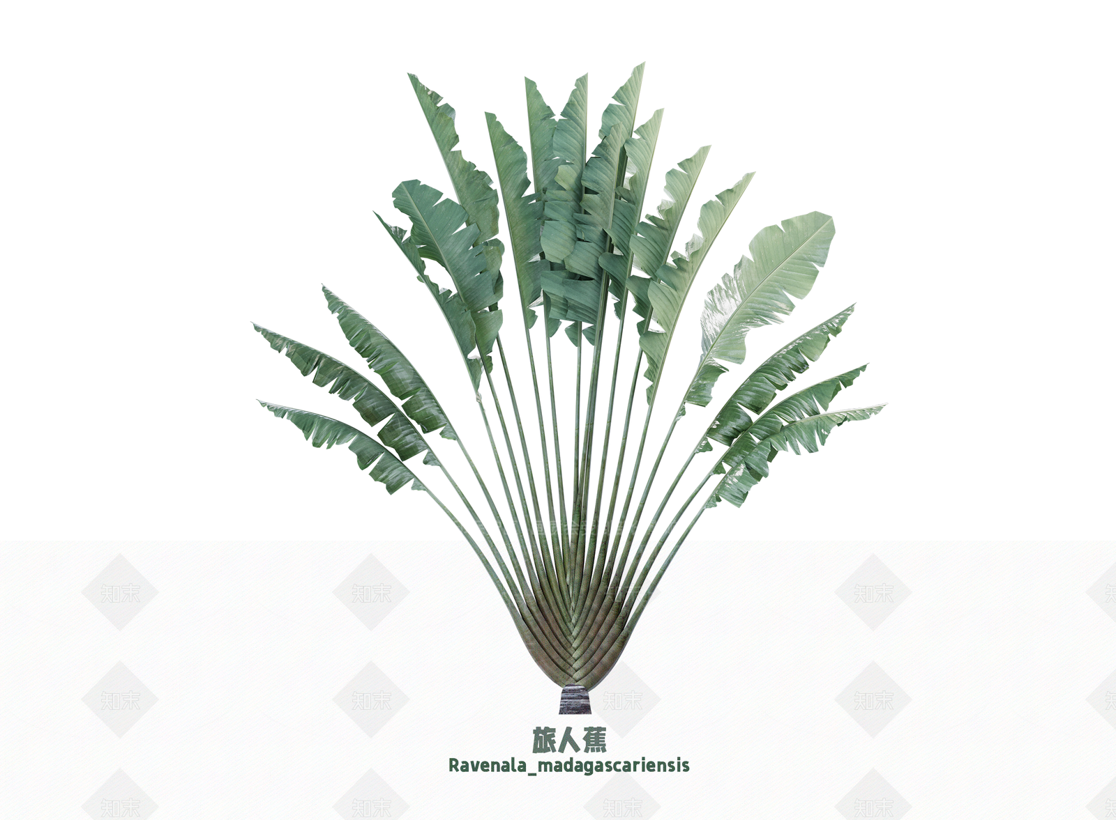 花草SU模型下载【ID:1203211787】