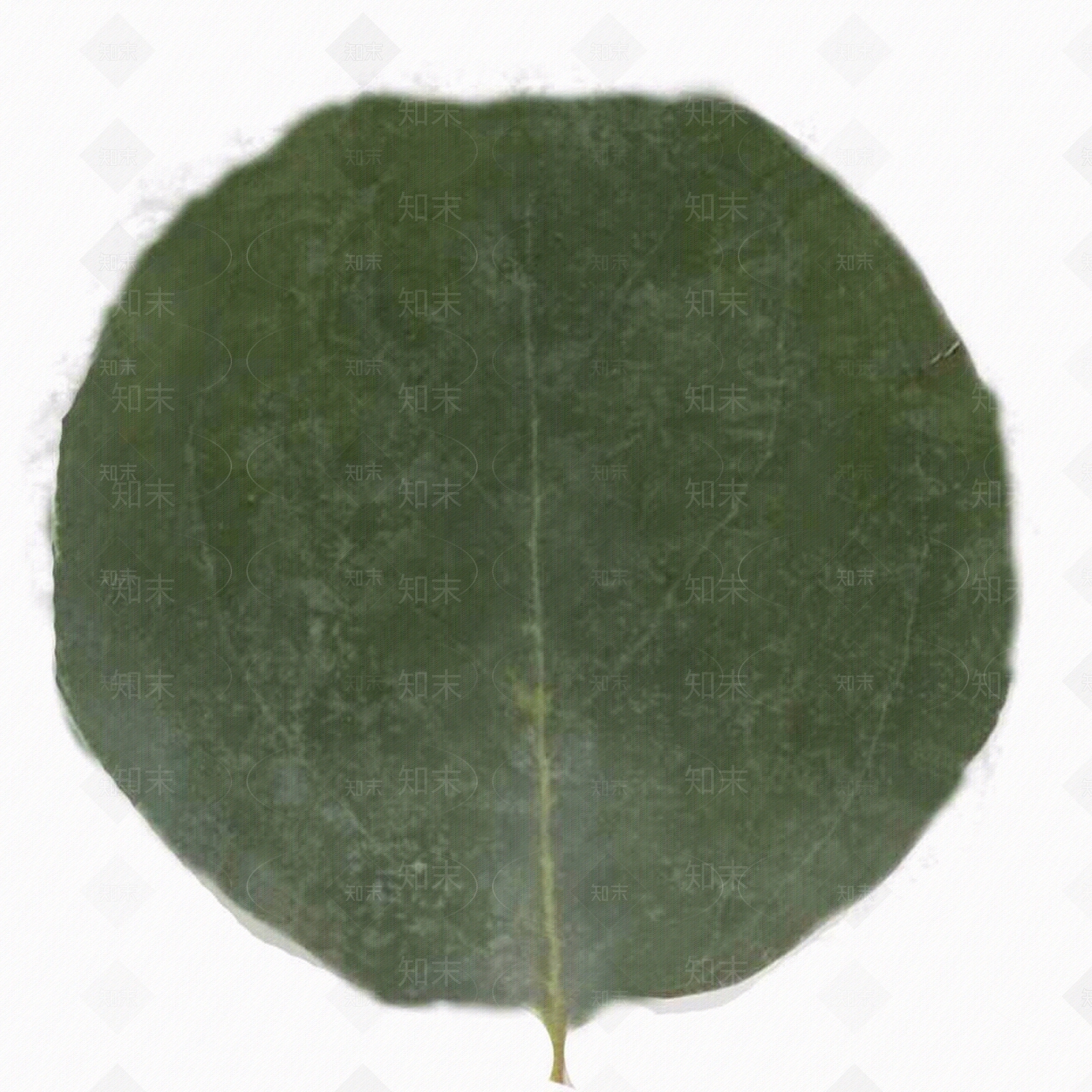 现代叶片纹理贴图下载【ID:1203221069】