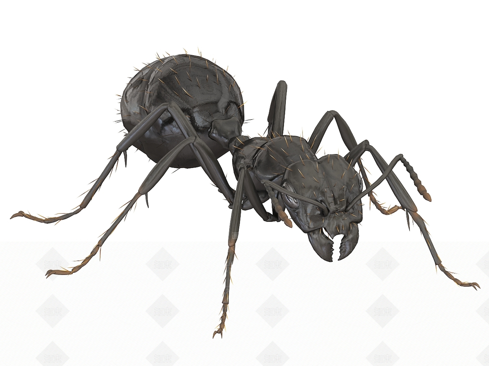 爬行类动物3D模型下载【ID:1203257907】
