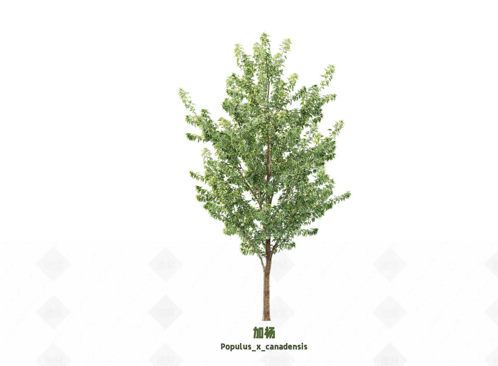 乔木SU模型下载【ID:1203361032】