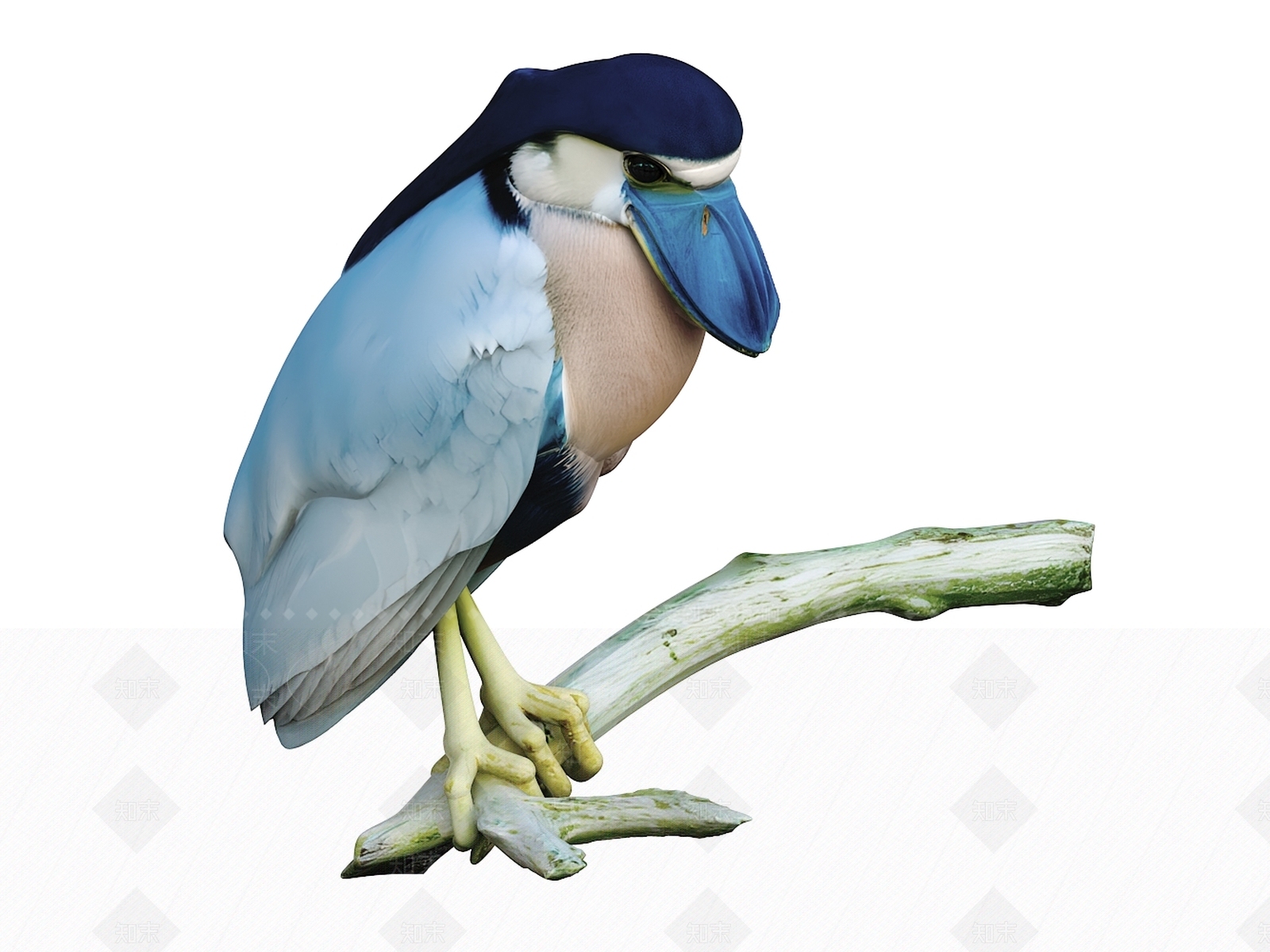 飞行类动物3D模型下载【ID:1203485763】