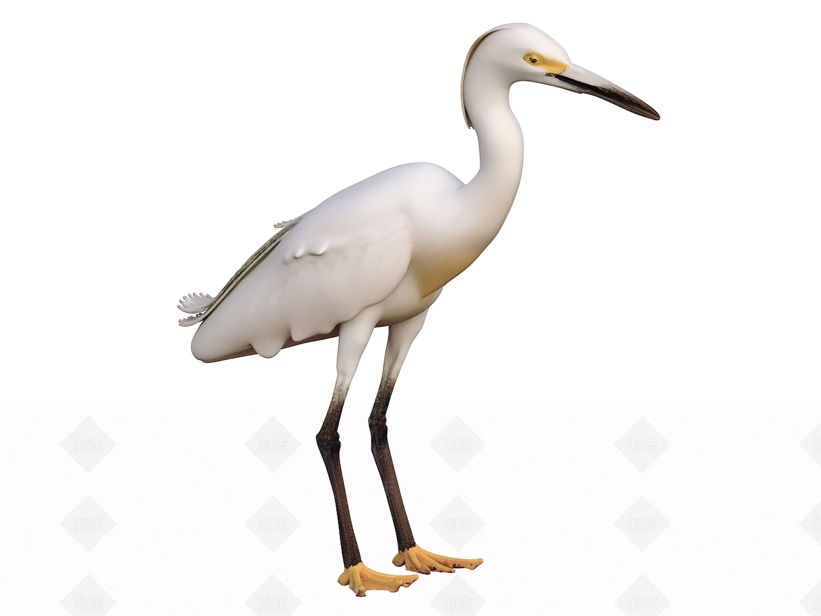 飞行类动物3D模型下载【ID:1203485871】