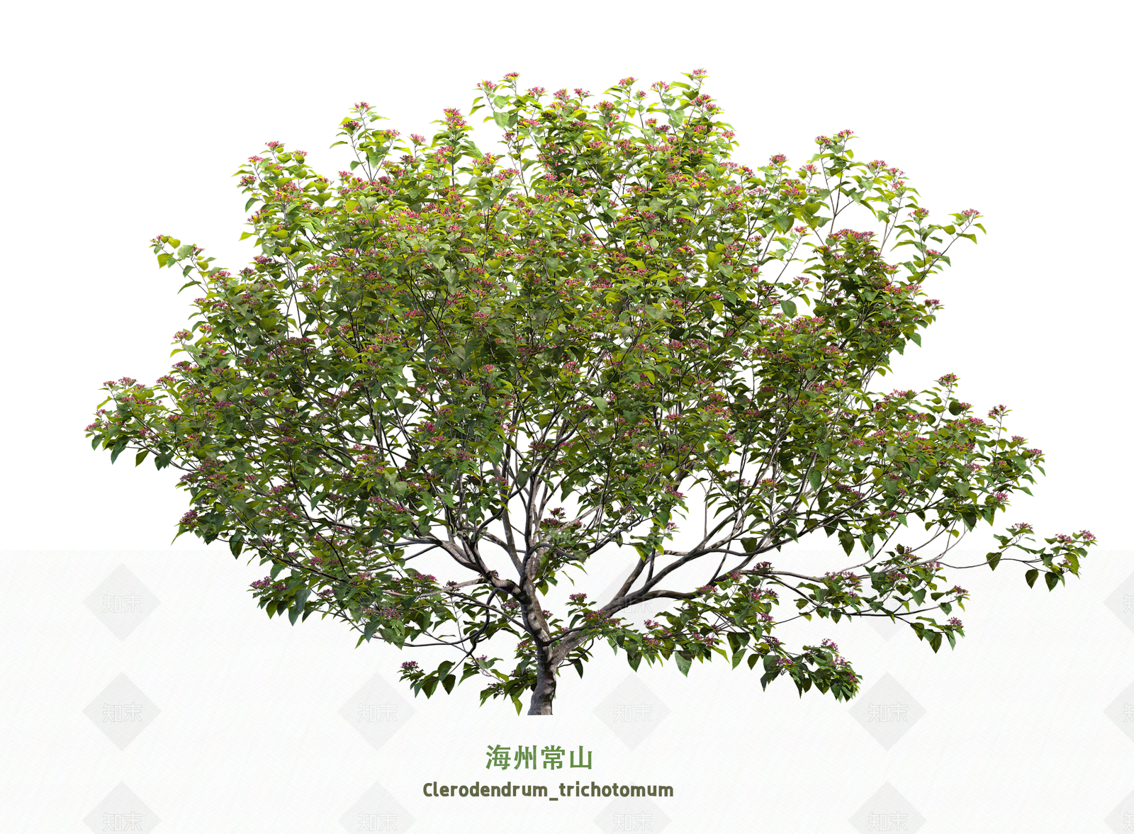 灌木3D模型下载【ID:1203600981】