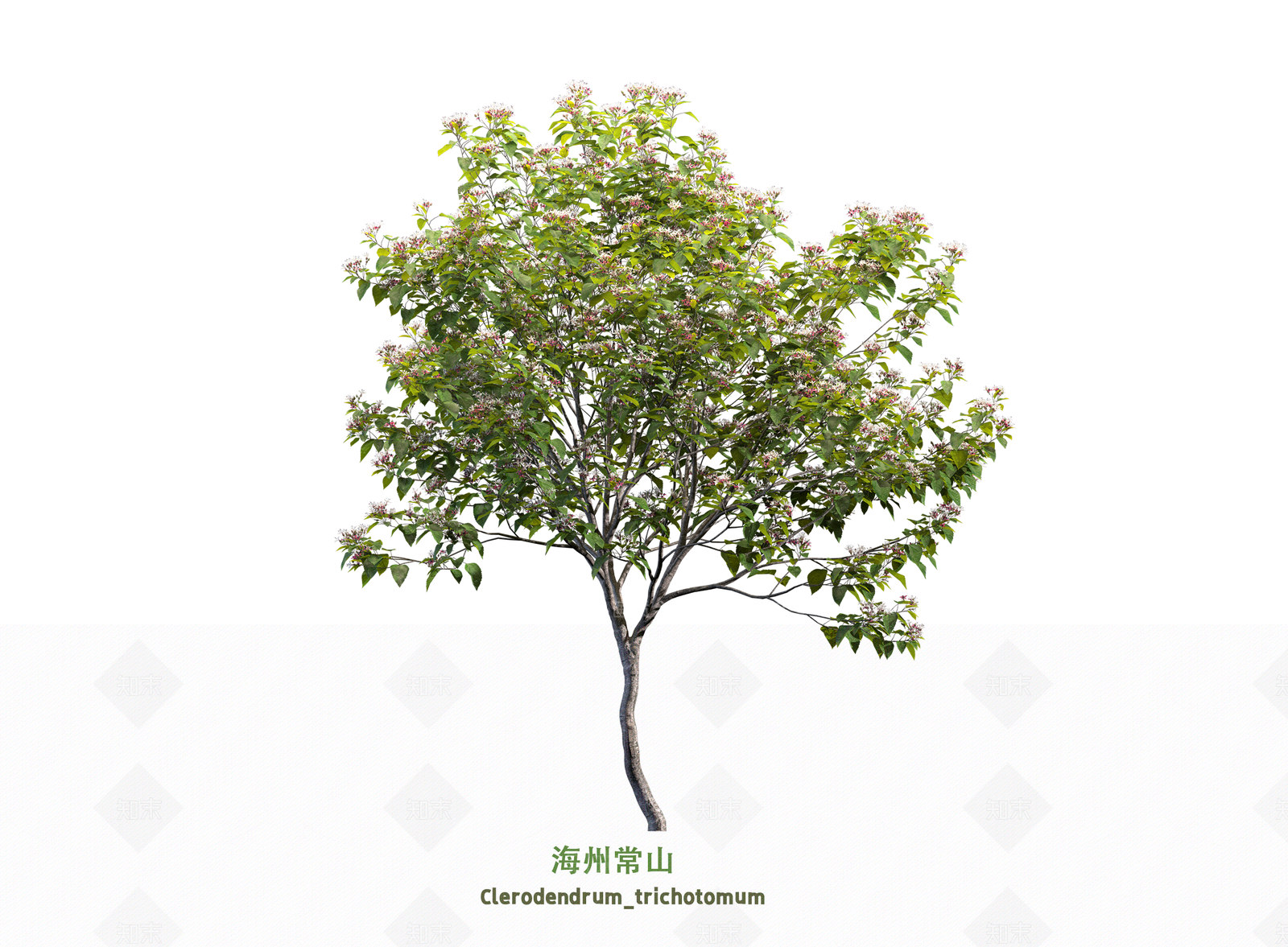 乔木3D模型下载【ID:1203600958】