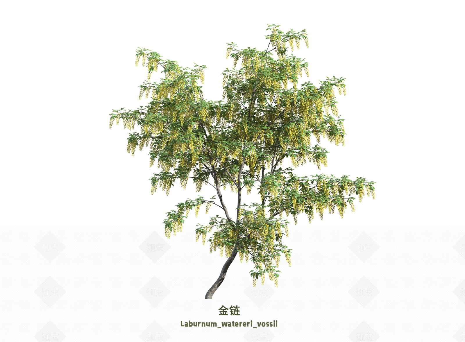 乔木3D模型下载【ID:1203609133】