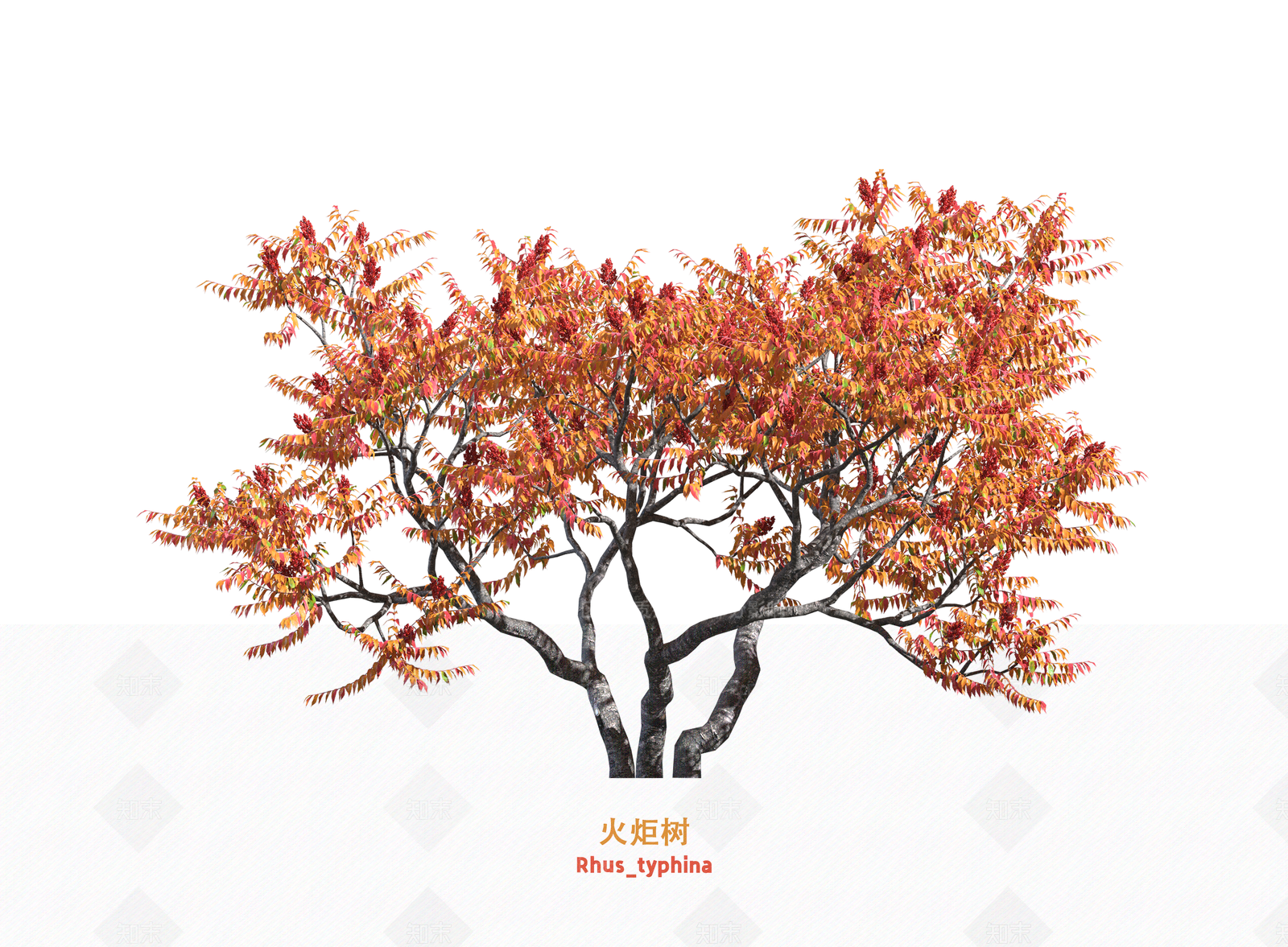 灌木SU模型草图