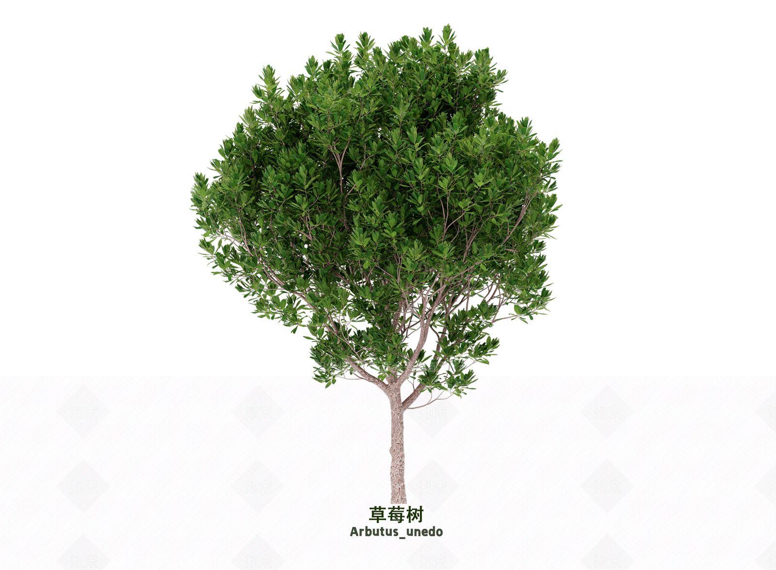 乔木3D模型下载【ID:1203623135】