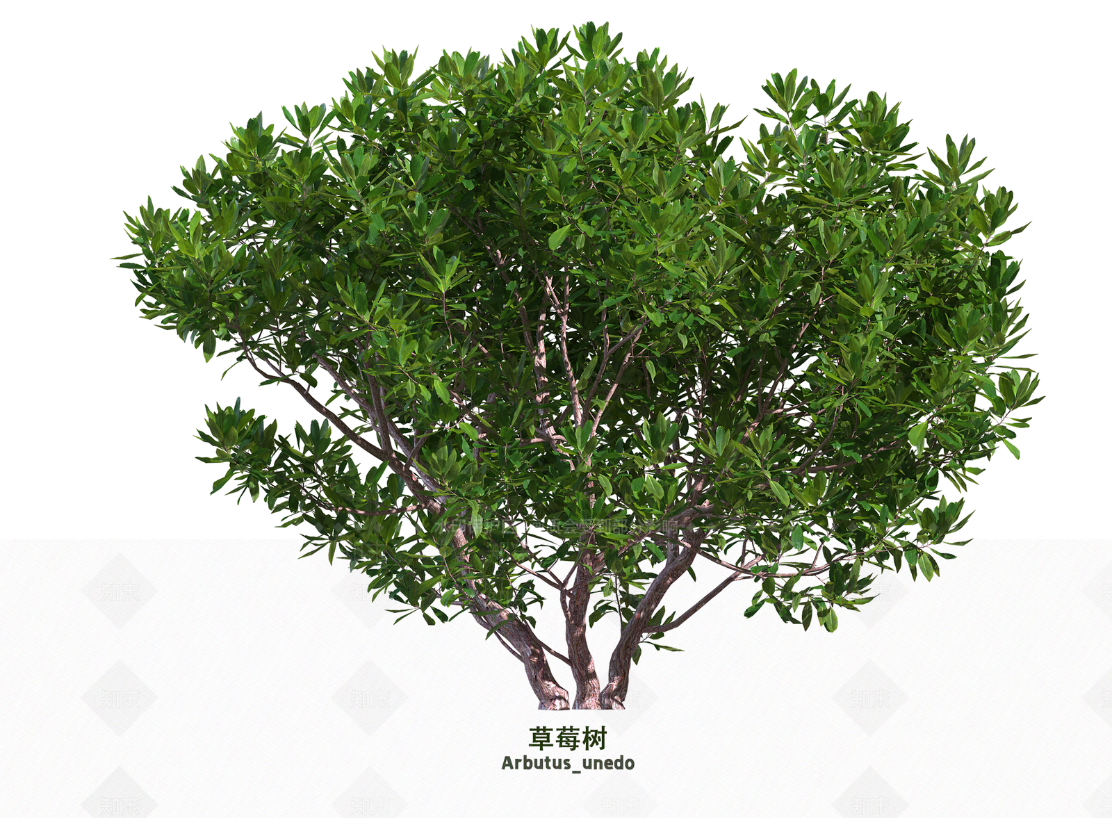 灌木3D模型下载【ID:1203623499】