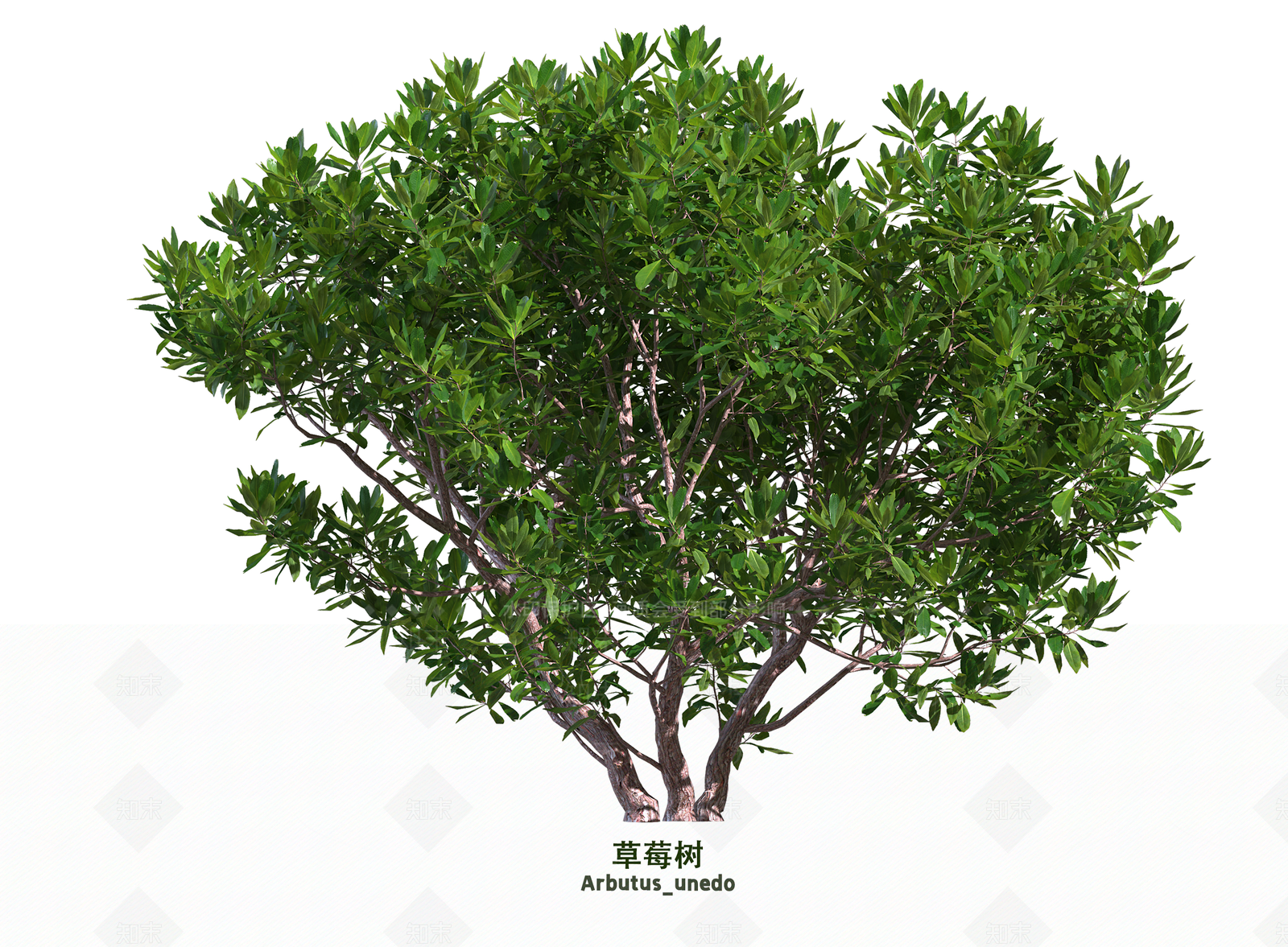 灌木SU模型下载【ID:1203623523】