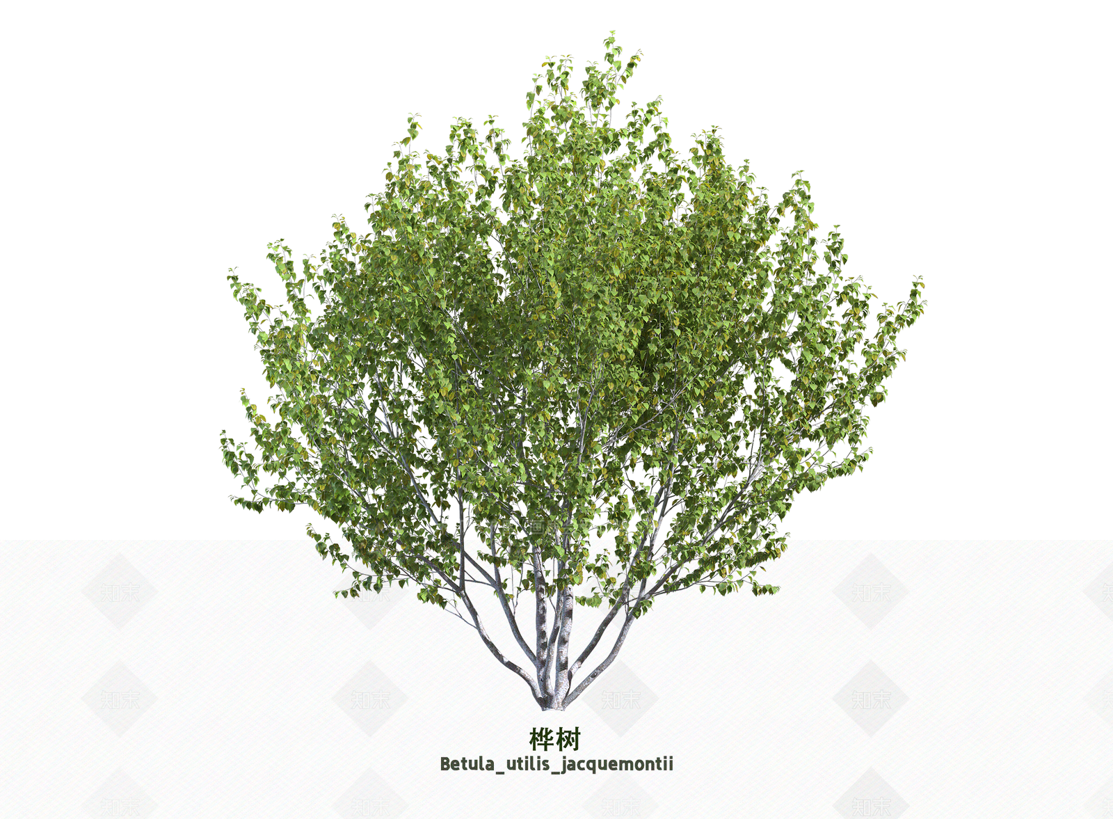 灌木3D模型下载【ID:1203623585】