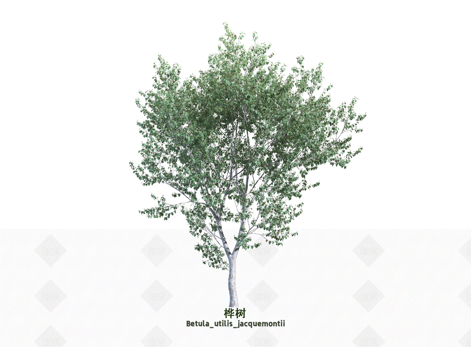 乔木3D模型下载【ID:1203623693】