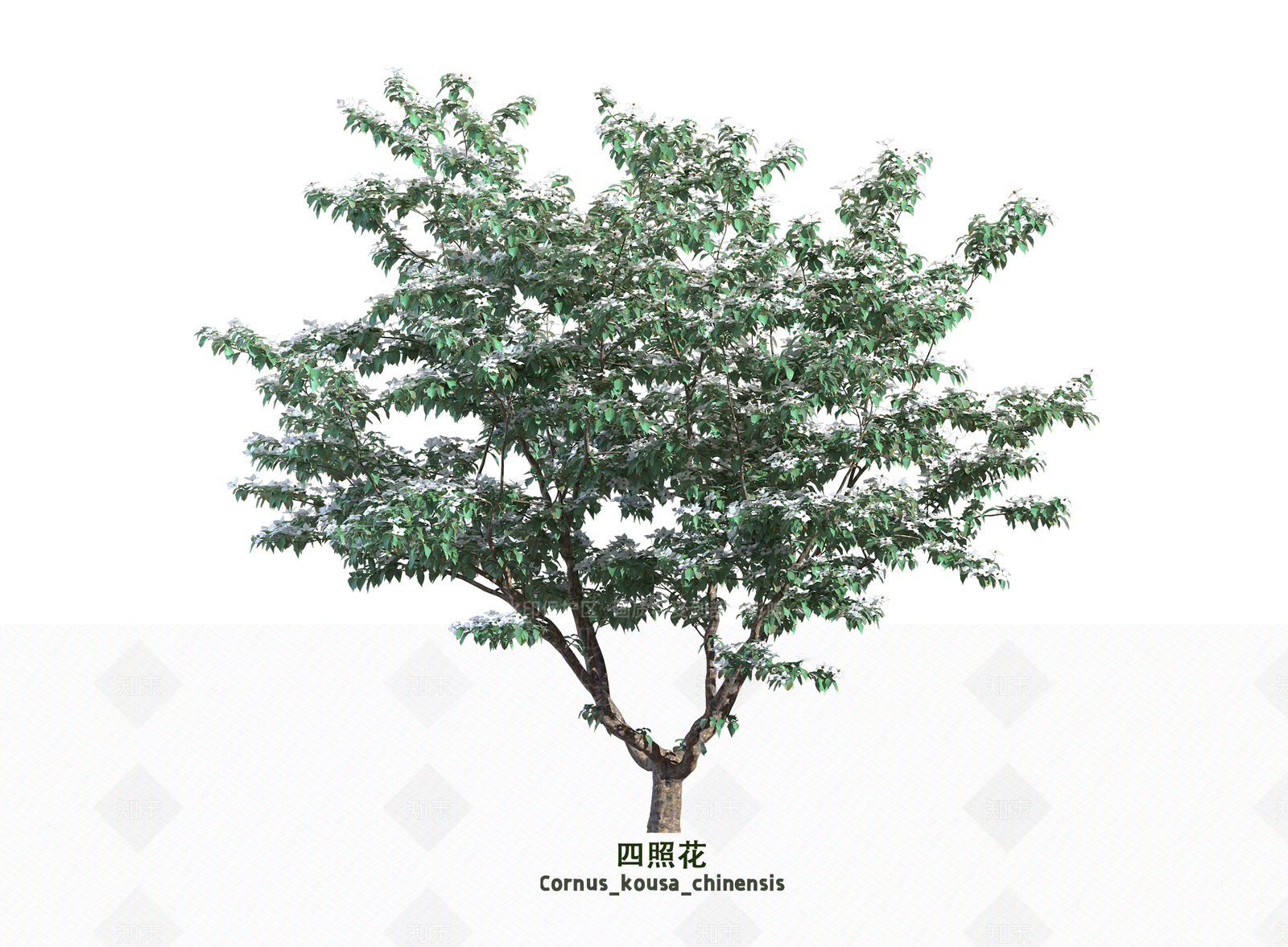 乔木3D模型下载【ID:1203659324】