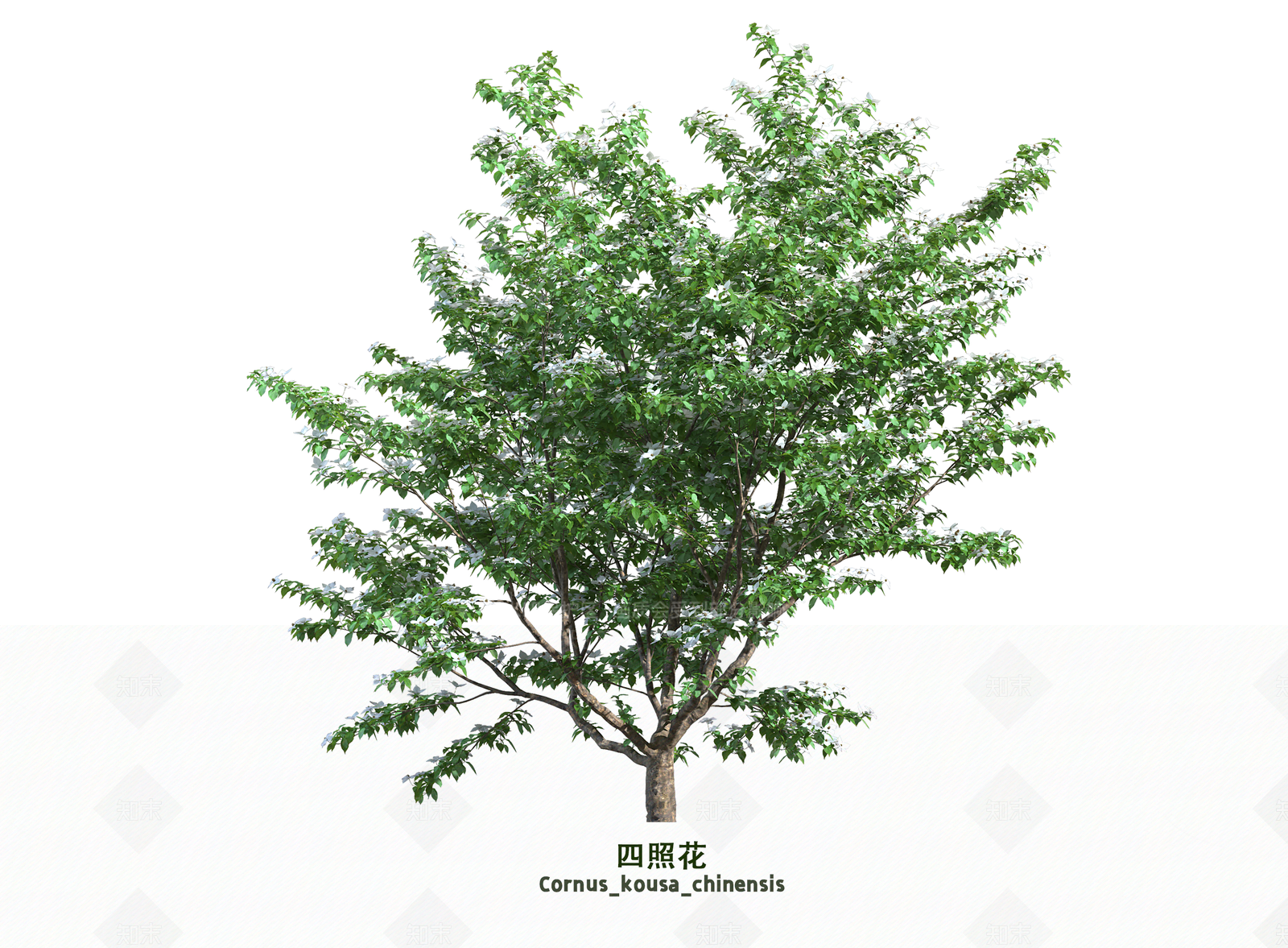 乔木3D模型下载【ID:1203660778】