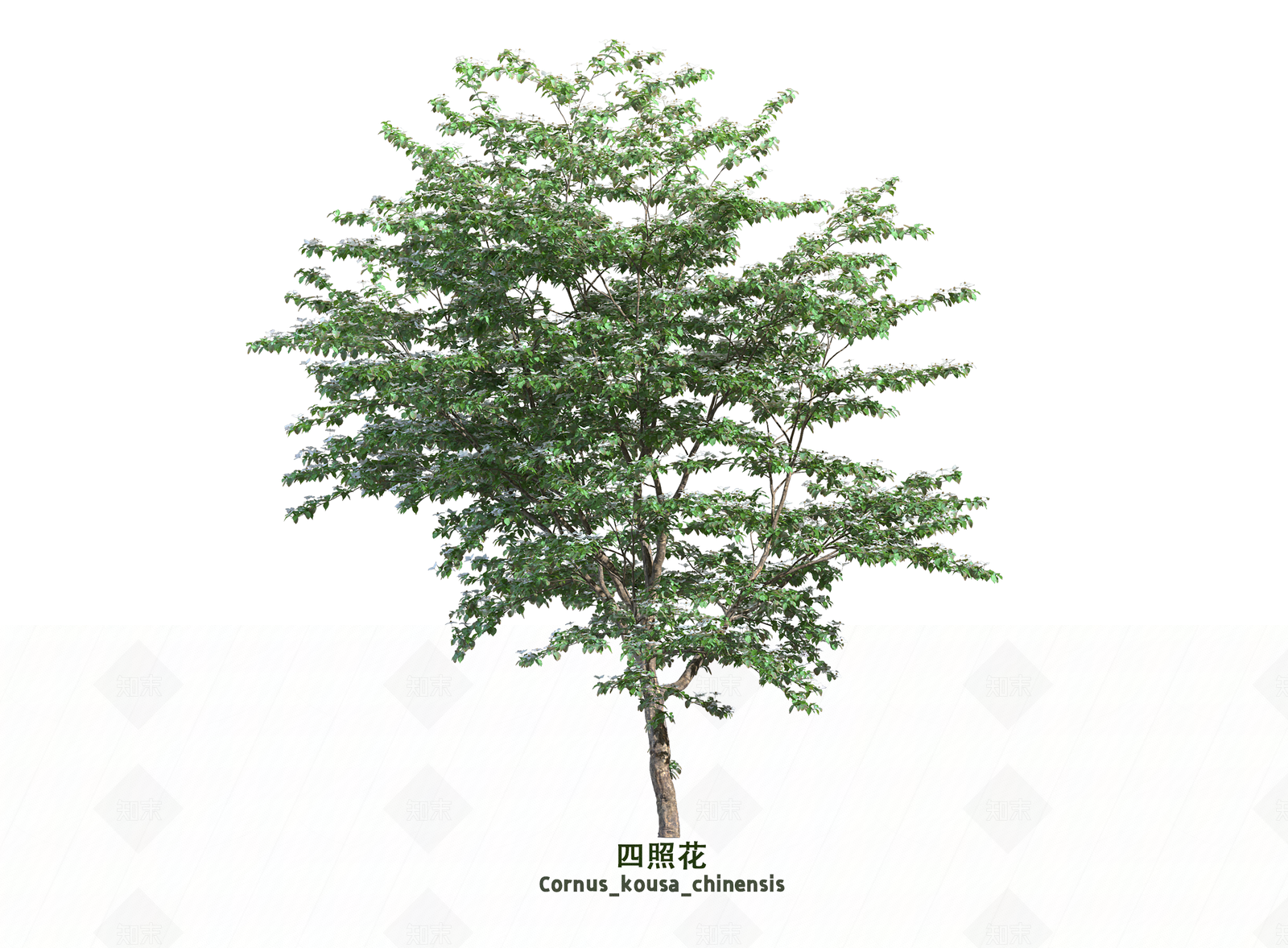 乔木3D模型下载【ID:1203661155】