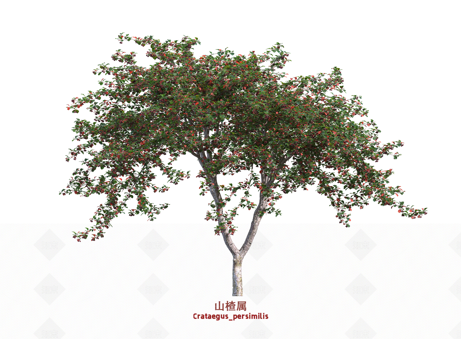 灌木3D模型下载【ID:1203665005】