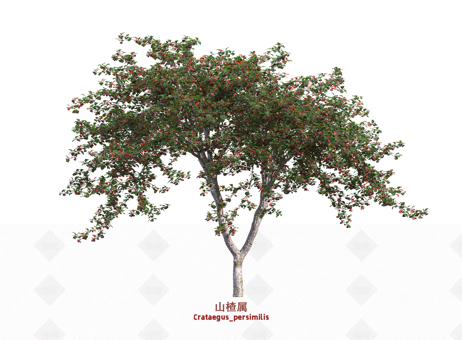 灌木SU模型下载【ID:1203665234】