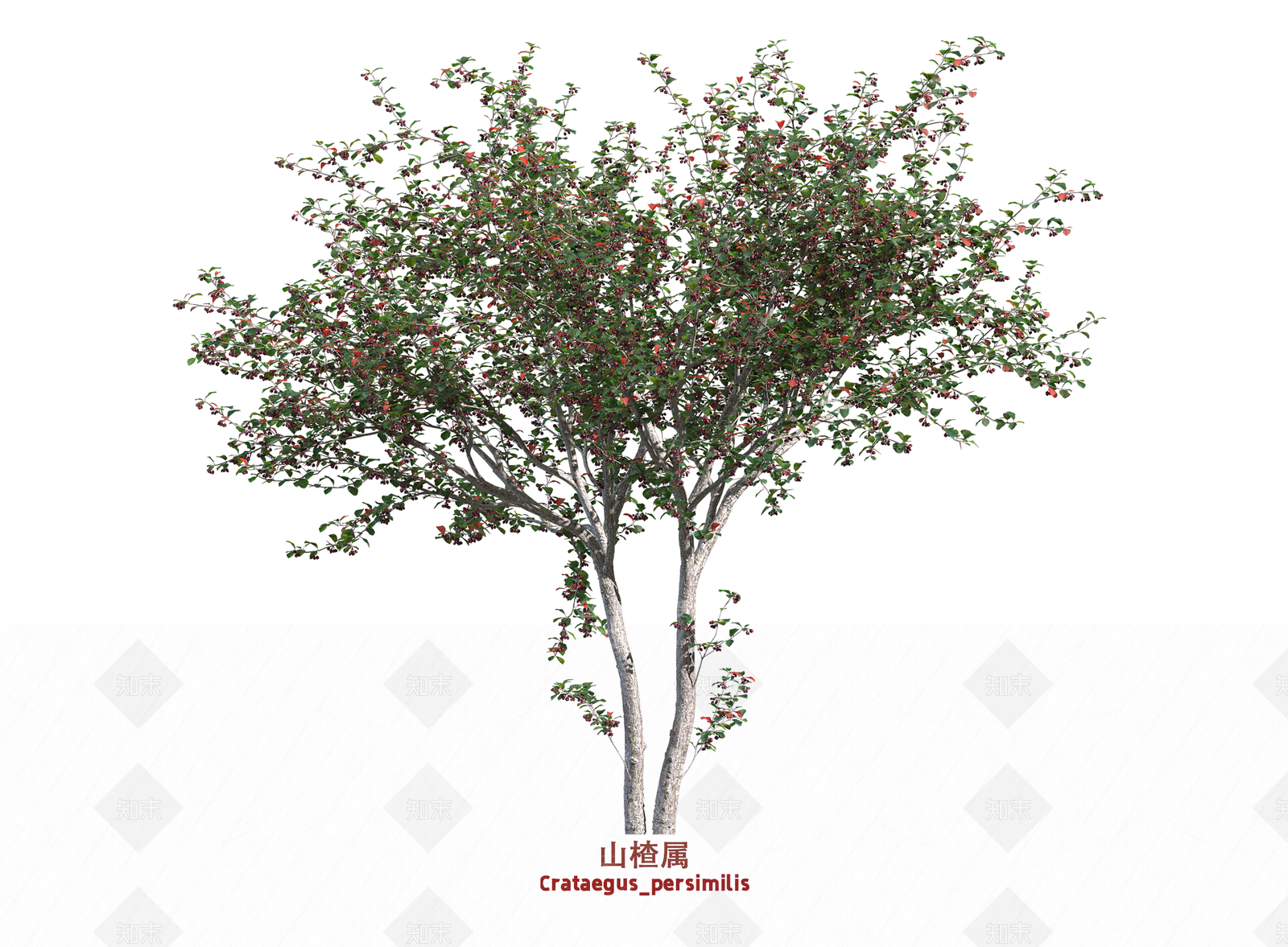 灌木SU模型下载【ID:1203665475】