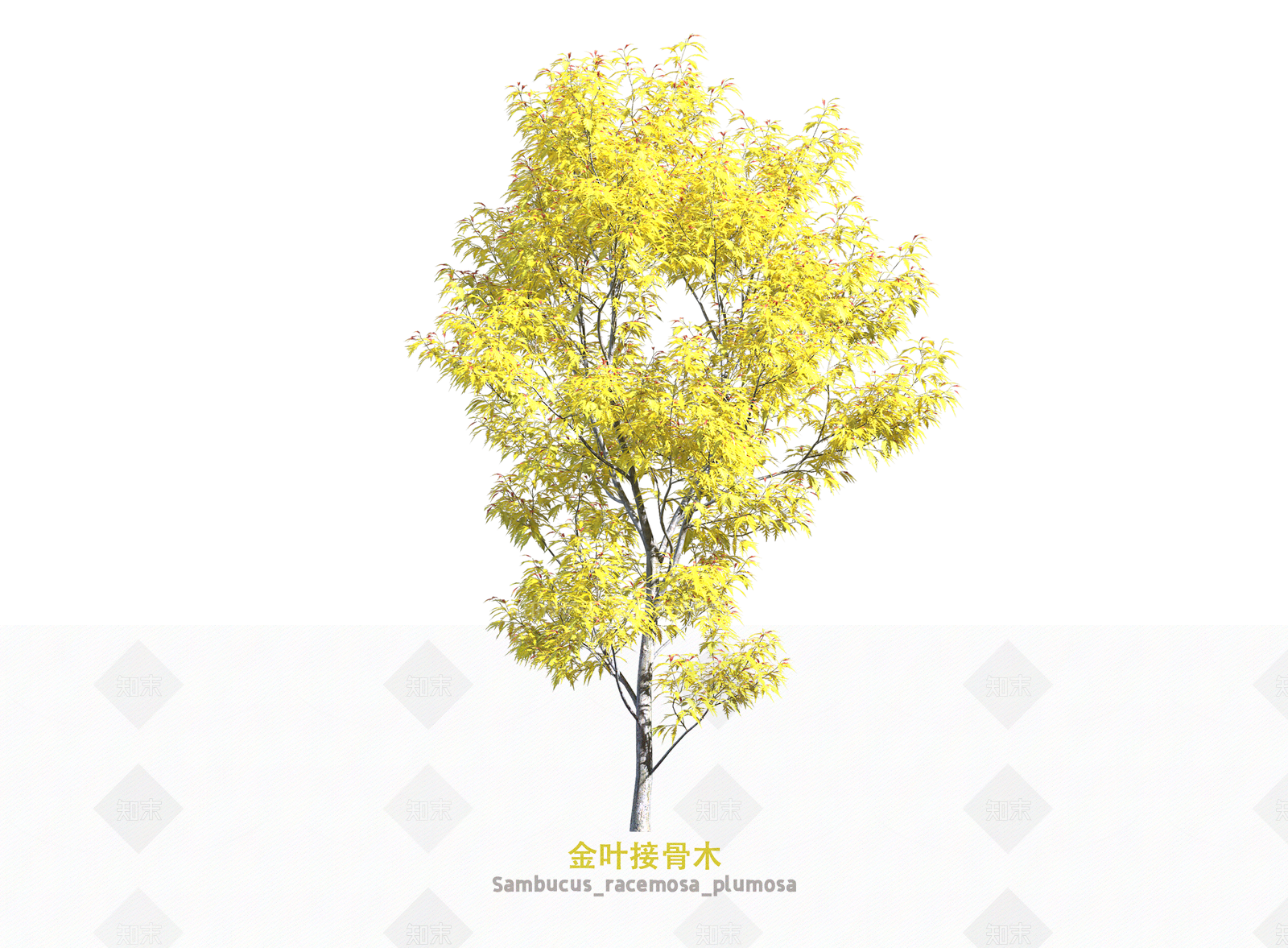 乔木SU模型下载【ID:1203670690】