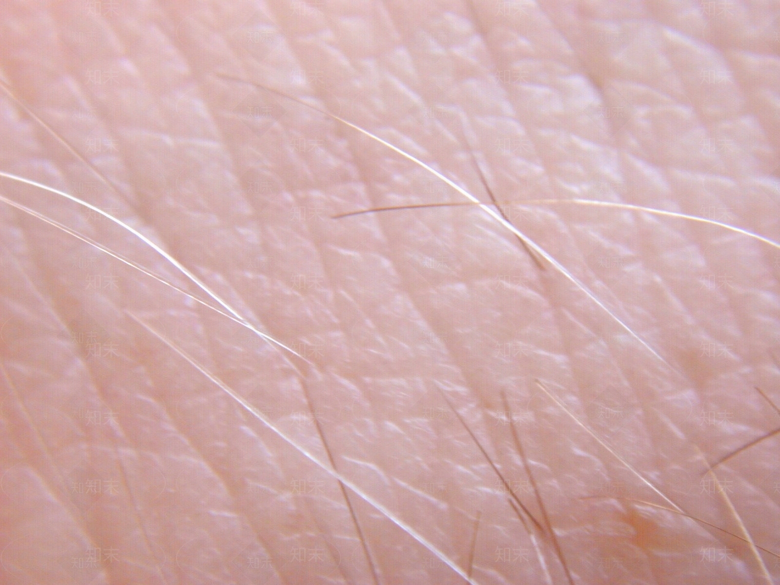 现代奶油动物皮毛贴图下载【ID:1203763197】