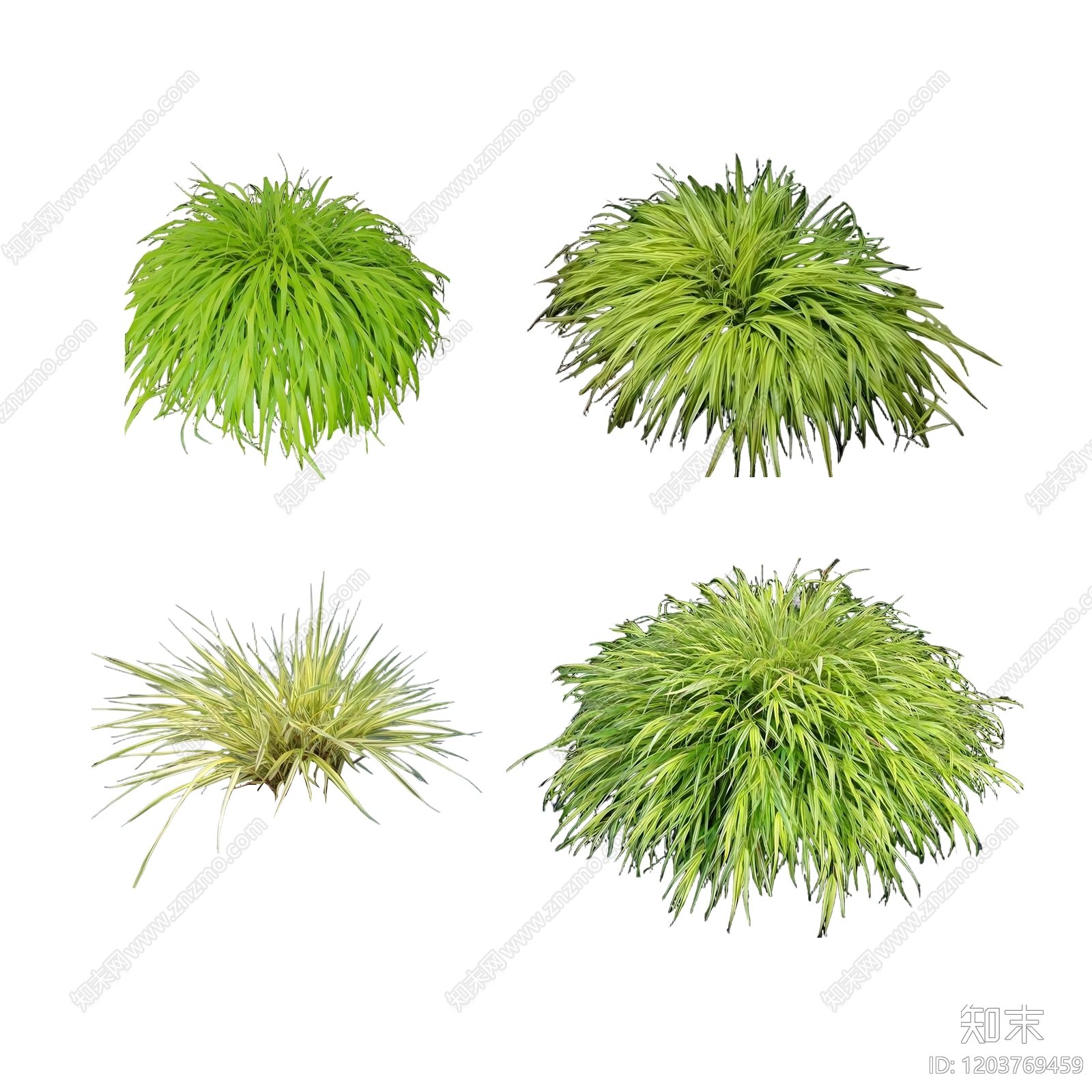 现代日式观赏草下载【ID:1203769459】