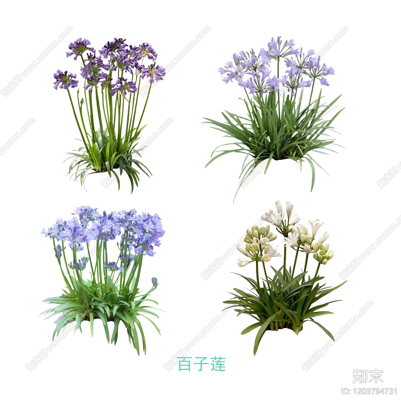 现代其他花草下载【ID:1203794731】