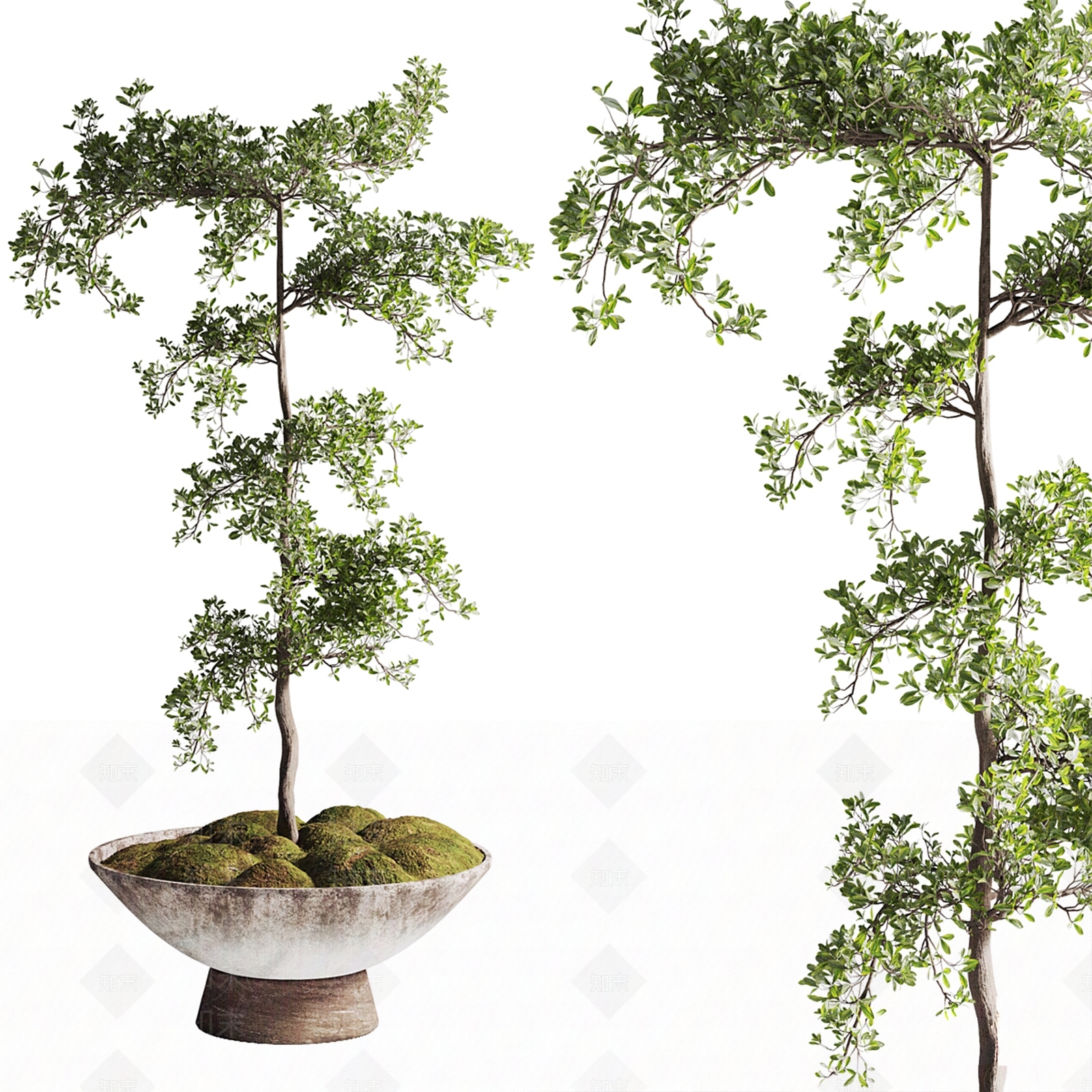盆栽3D模型下载【ID:1203881004】