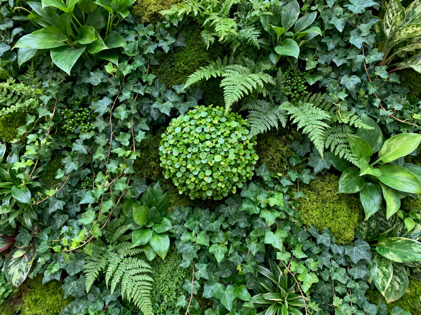 现代绿植墙贴图下载【ID:1204015206】
