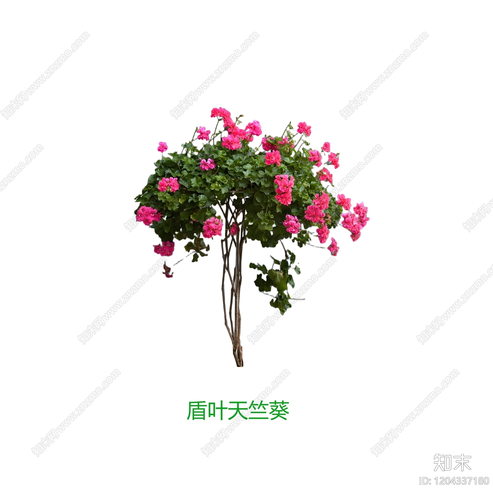 现代美式其他花草下载【ID:1204337180】
