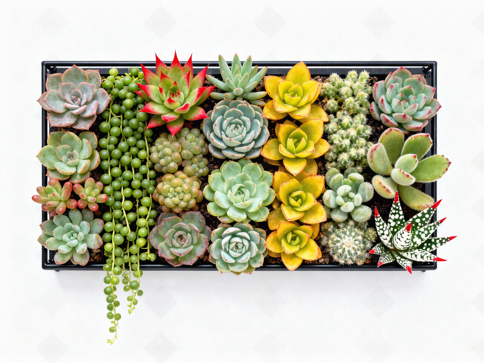 现代绿植墙贴图下载【ID:1204370593】
