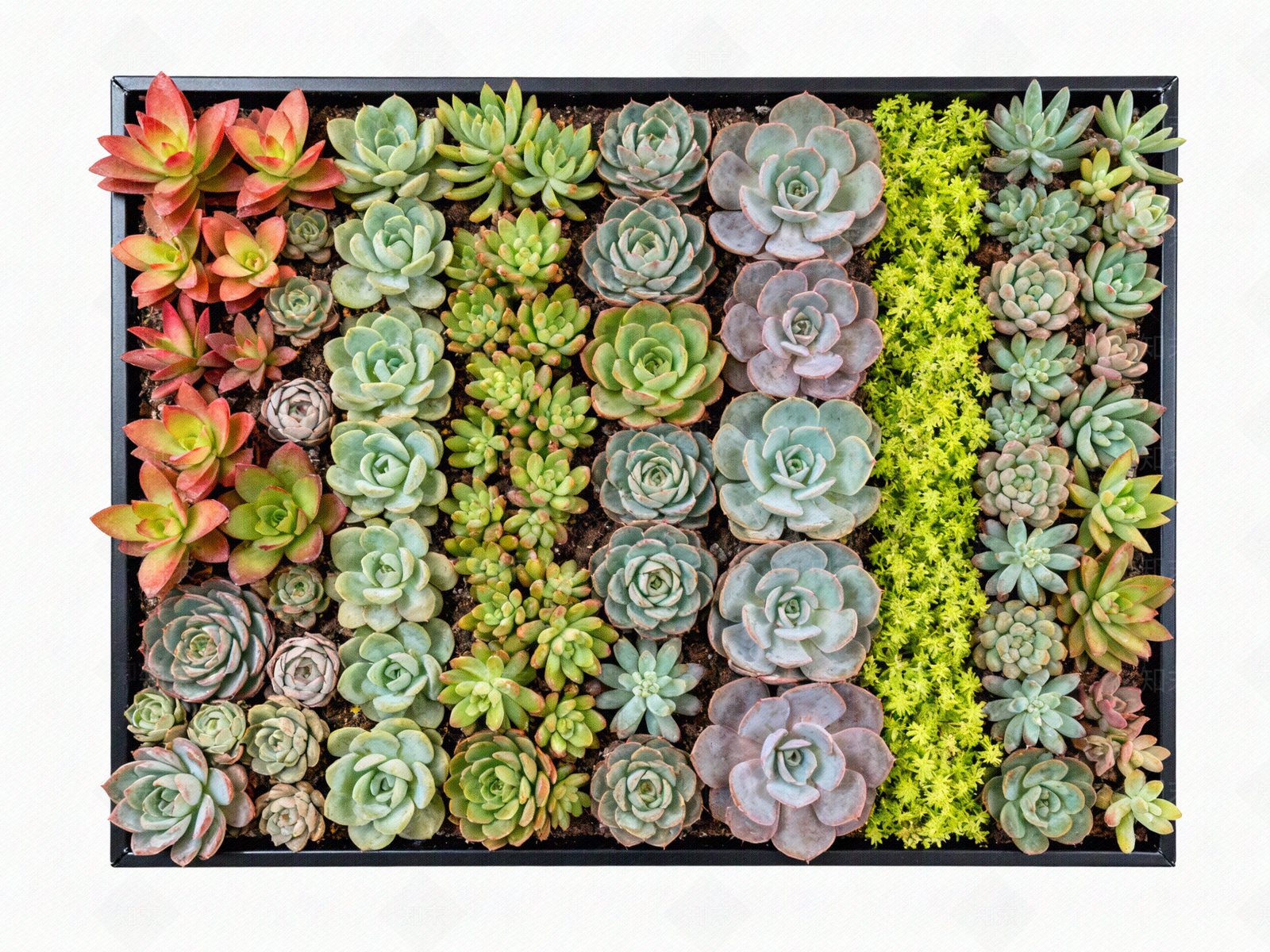 现代绿植墙贴图下载【ID:1204370565】