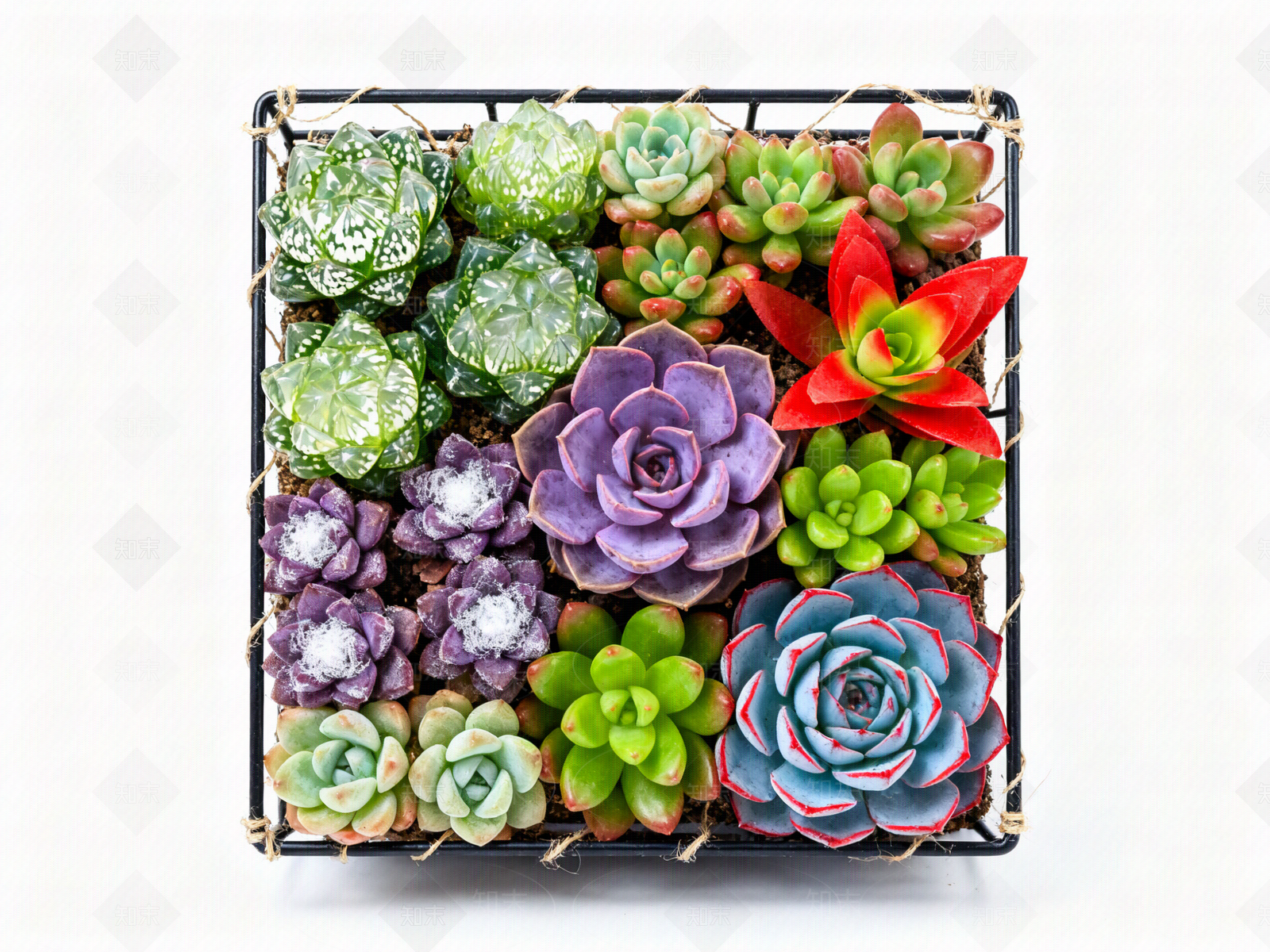 现代绿植墙贴图下载【ID:1204373769】