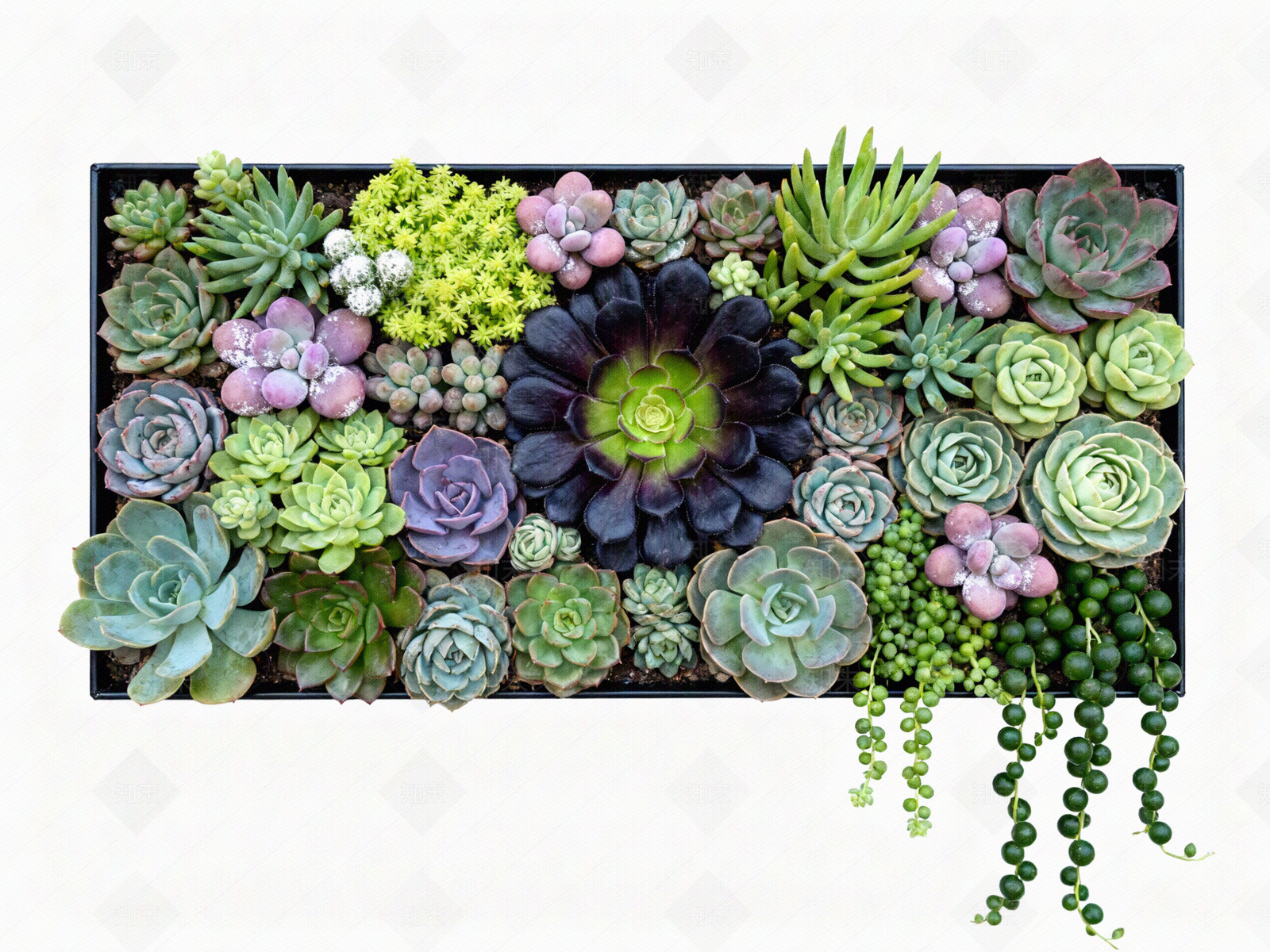 现代绿植墙贴图下载【ID:1204374381】