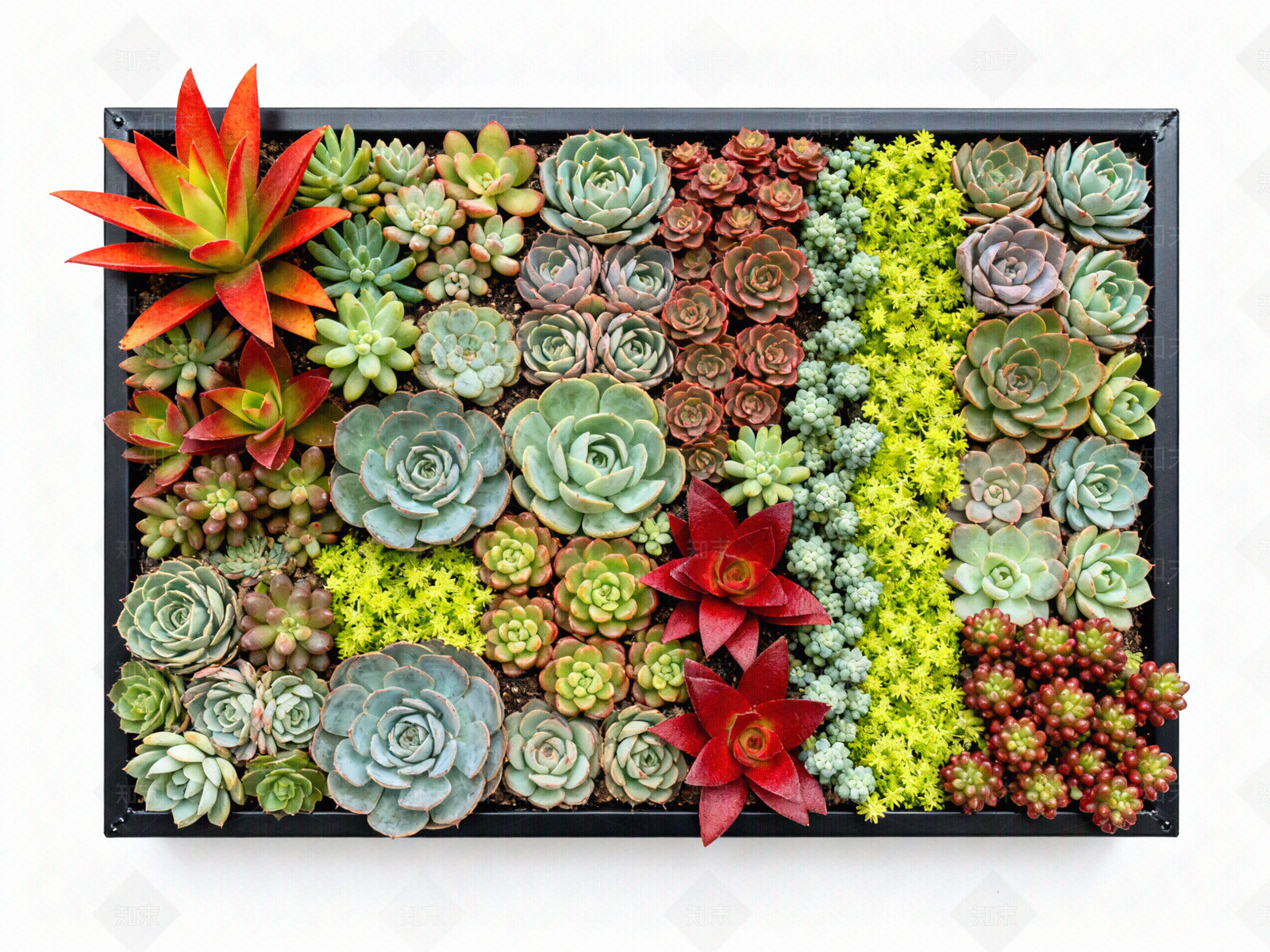 现代绿植墙贴图下载【ID:1204374826】